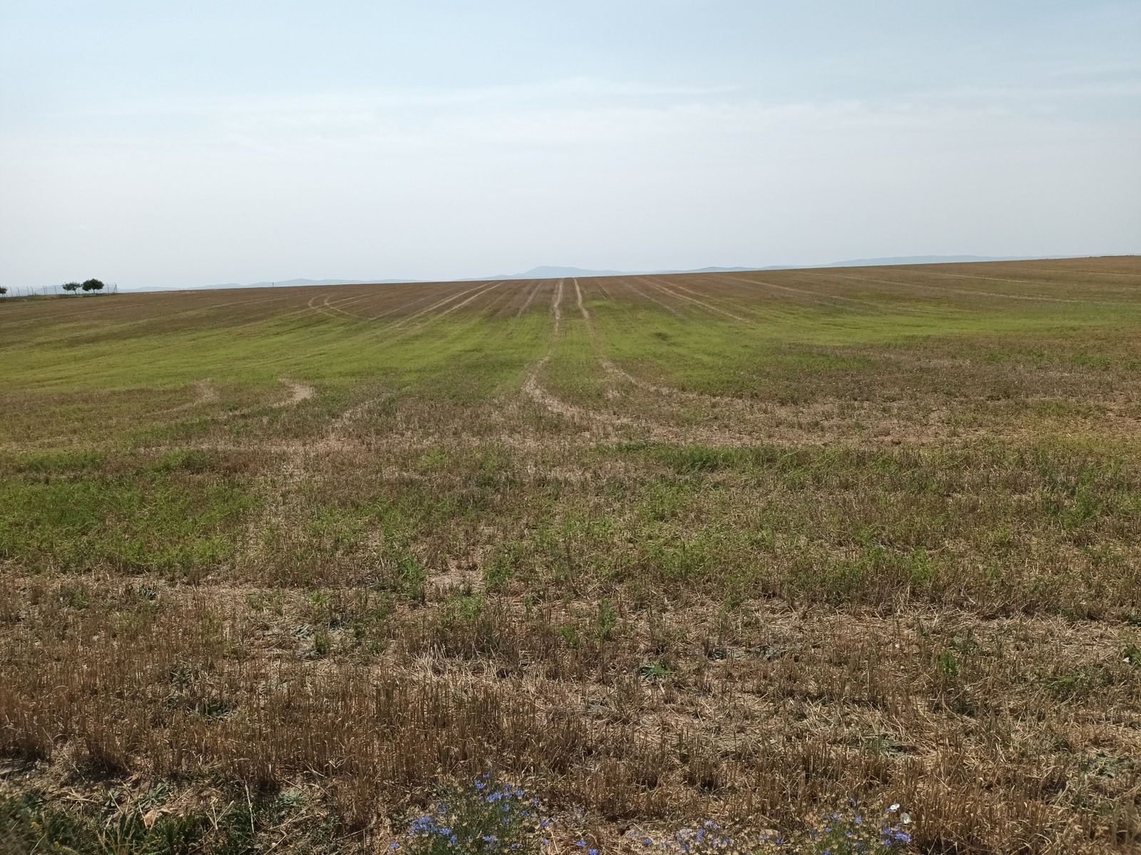 Cosecha de malas hierbas