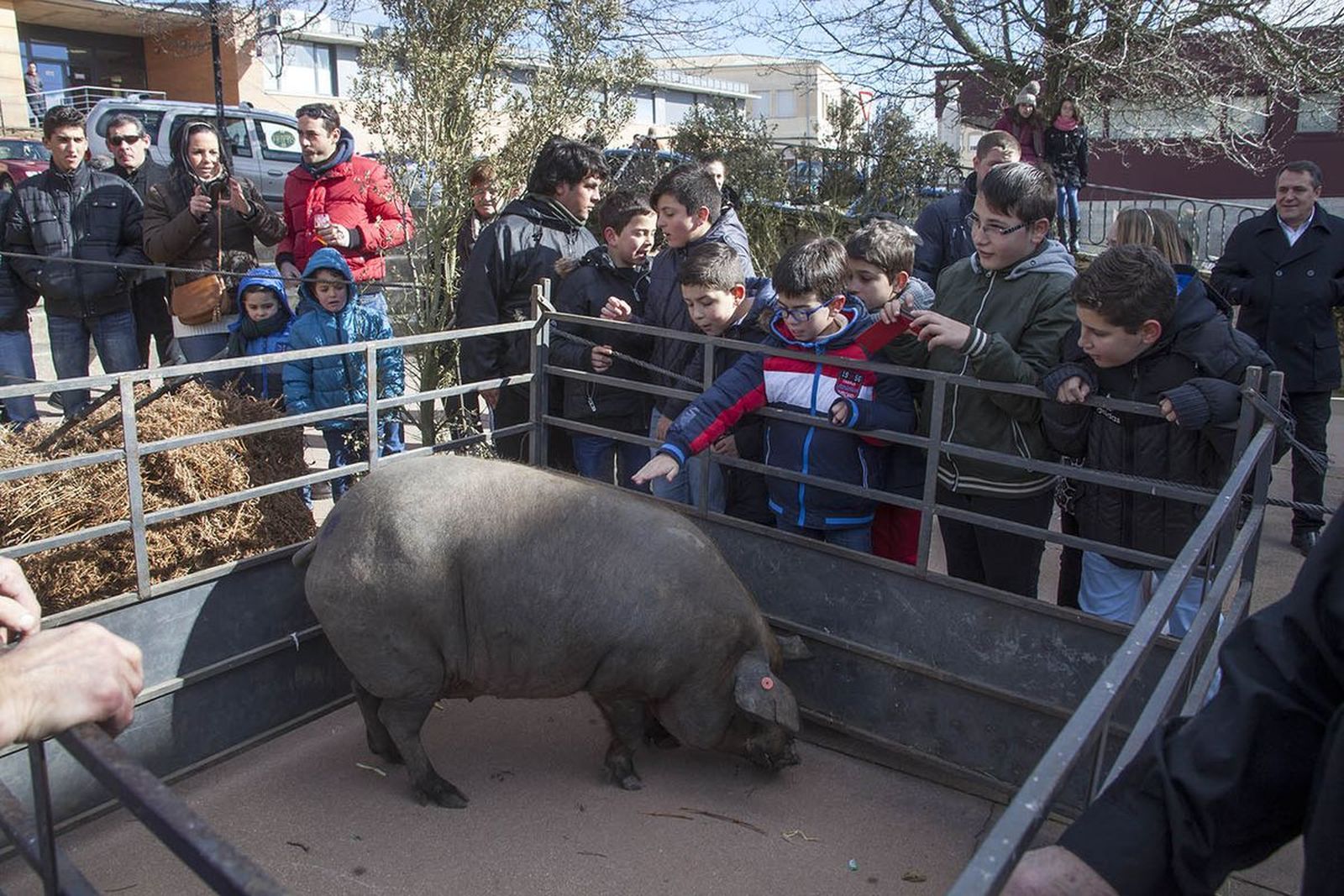 Matanza Típica de Guijuelo. ICAL