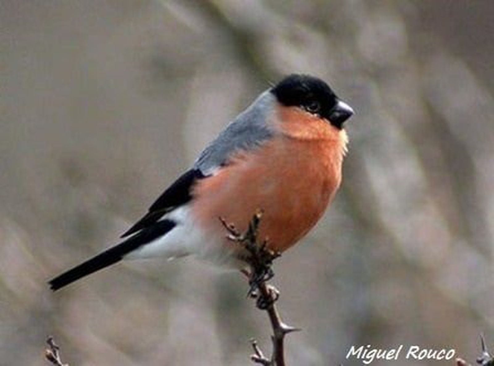 Camachuelo. Foto: Miguel Rouco 