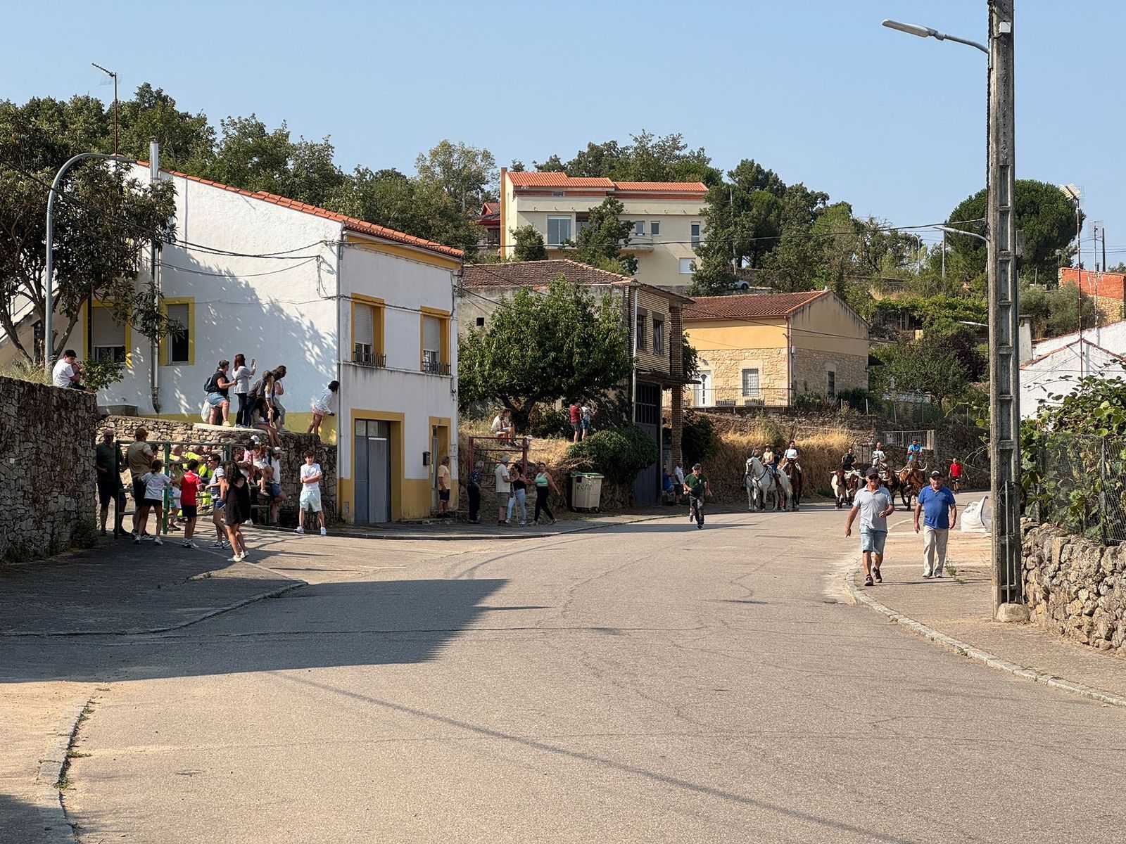 Encierro de bueyes en Aldeadávila de la Ribera para enseñarles el camino para los encierros en sus fiestas 2025