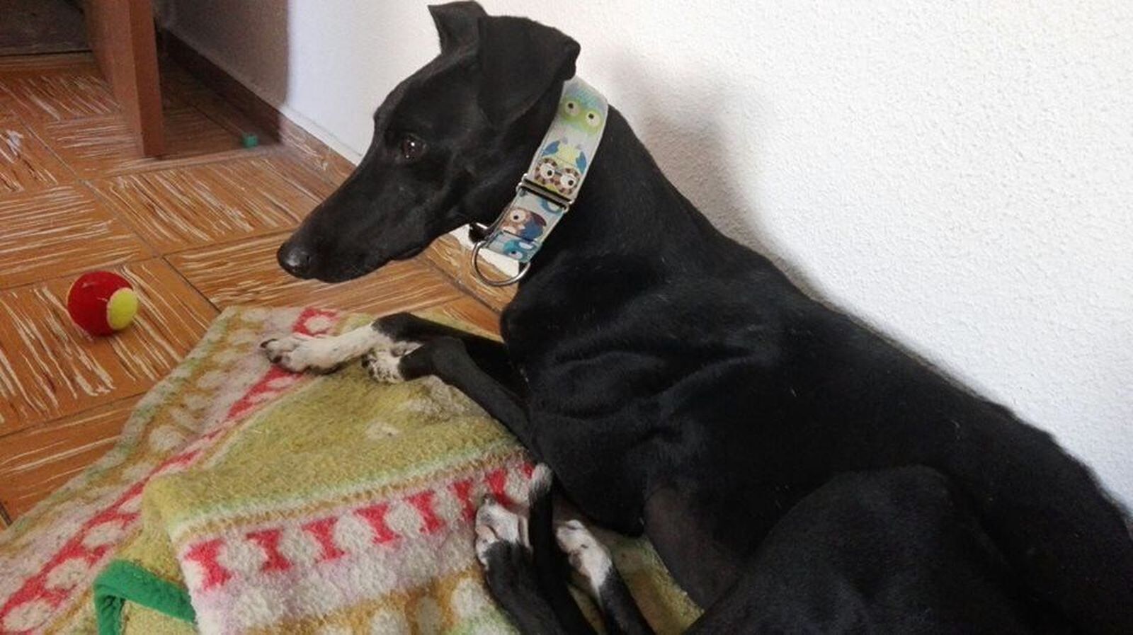 Se necesitan casas de acogida urgente