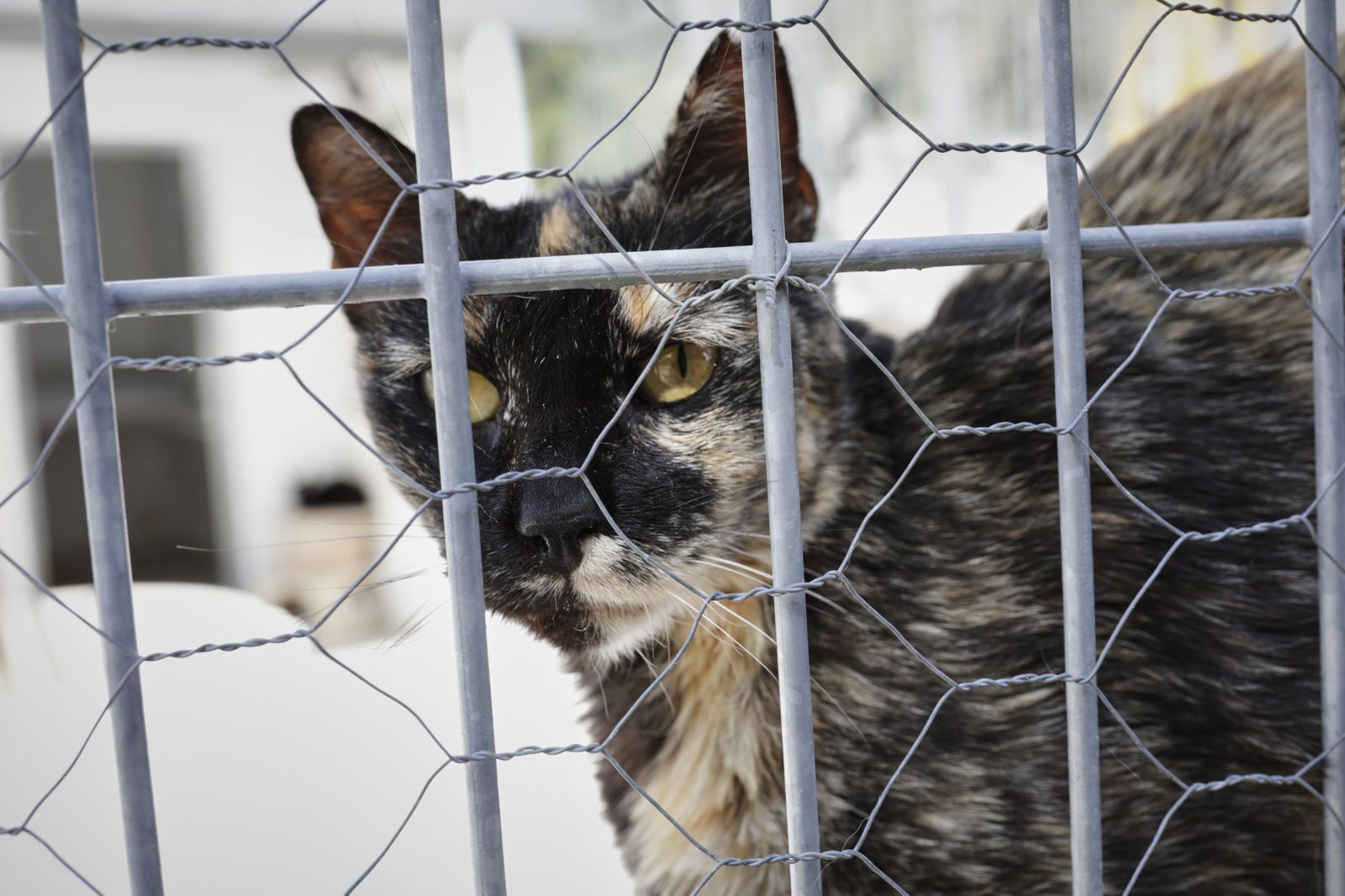 Un gato observa por la verja de las instalaciones adecuadas del albergue San Francisco de Asis de la Sociedad Protectora de Animales y Plantas de Madrid (SPAP). En Fuencarral-El Pardo, Madrid, (Españ