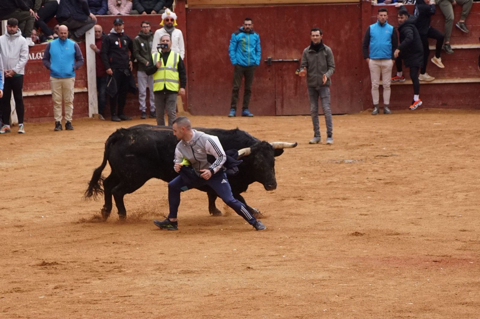 Destacados saltos, quiebros y toreo de capa en la capea del Lunes de Carnaval en Ciudad Rodrigo