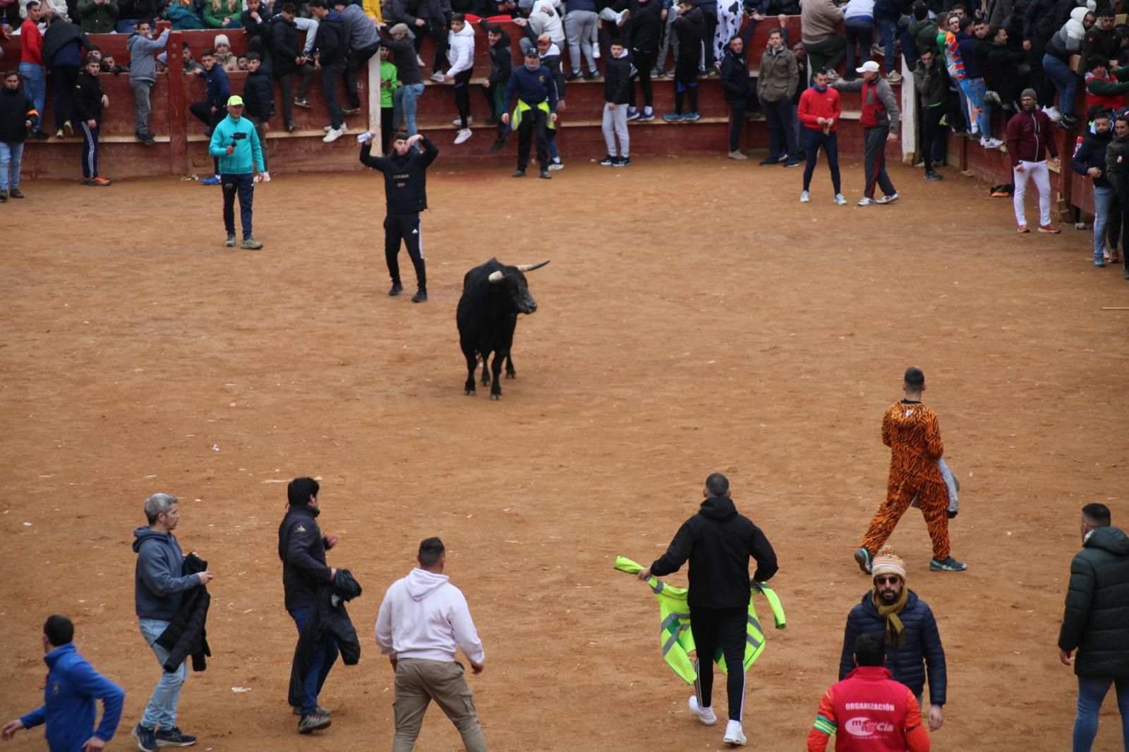 Encierro a Caballo en el Carnaval del Toro 2026 de Ciudad Rodrigo