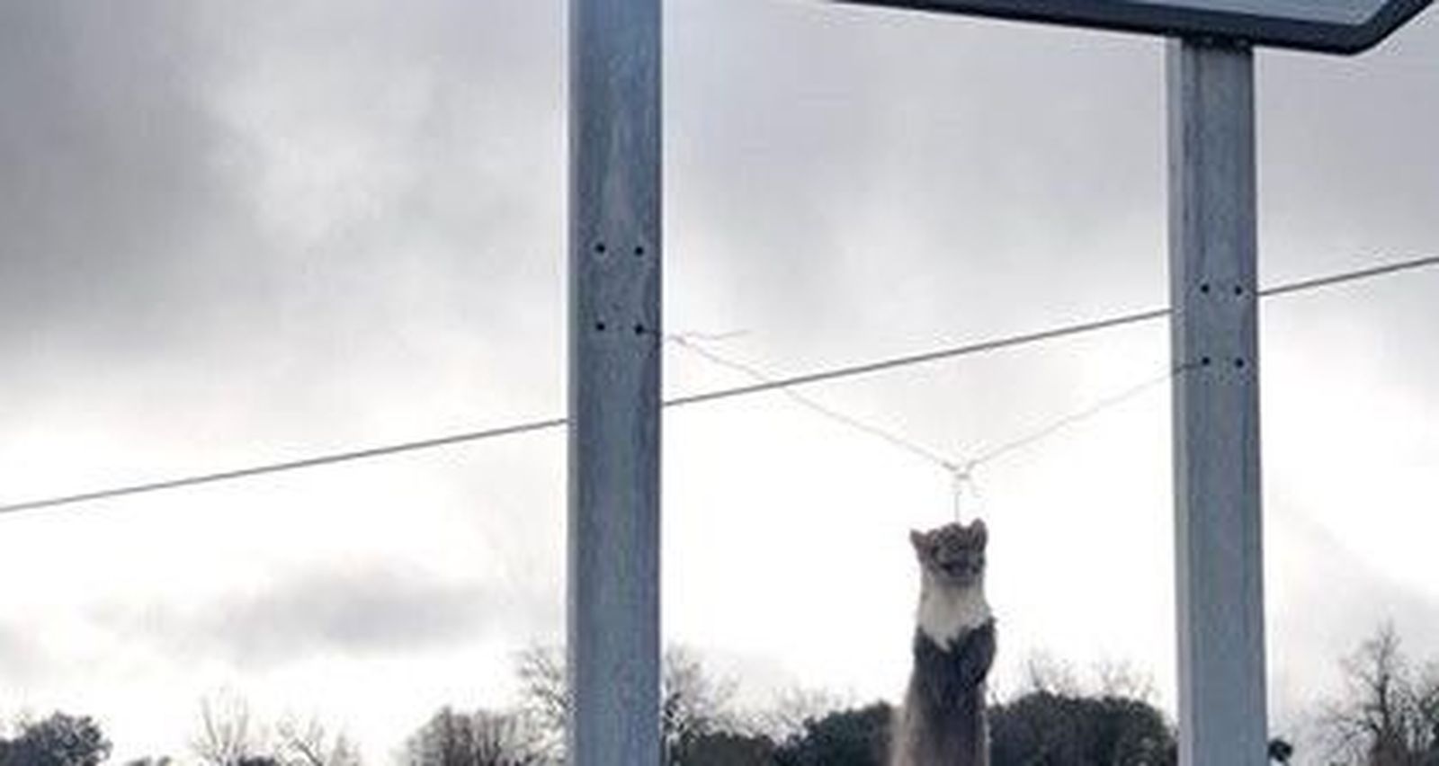 87956016 10217931574827143 7583656563802374144 o