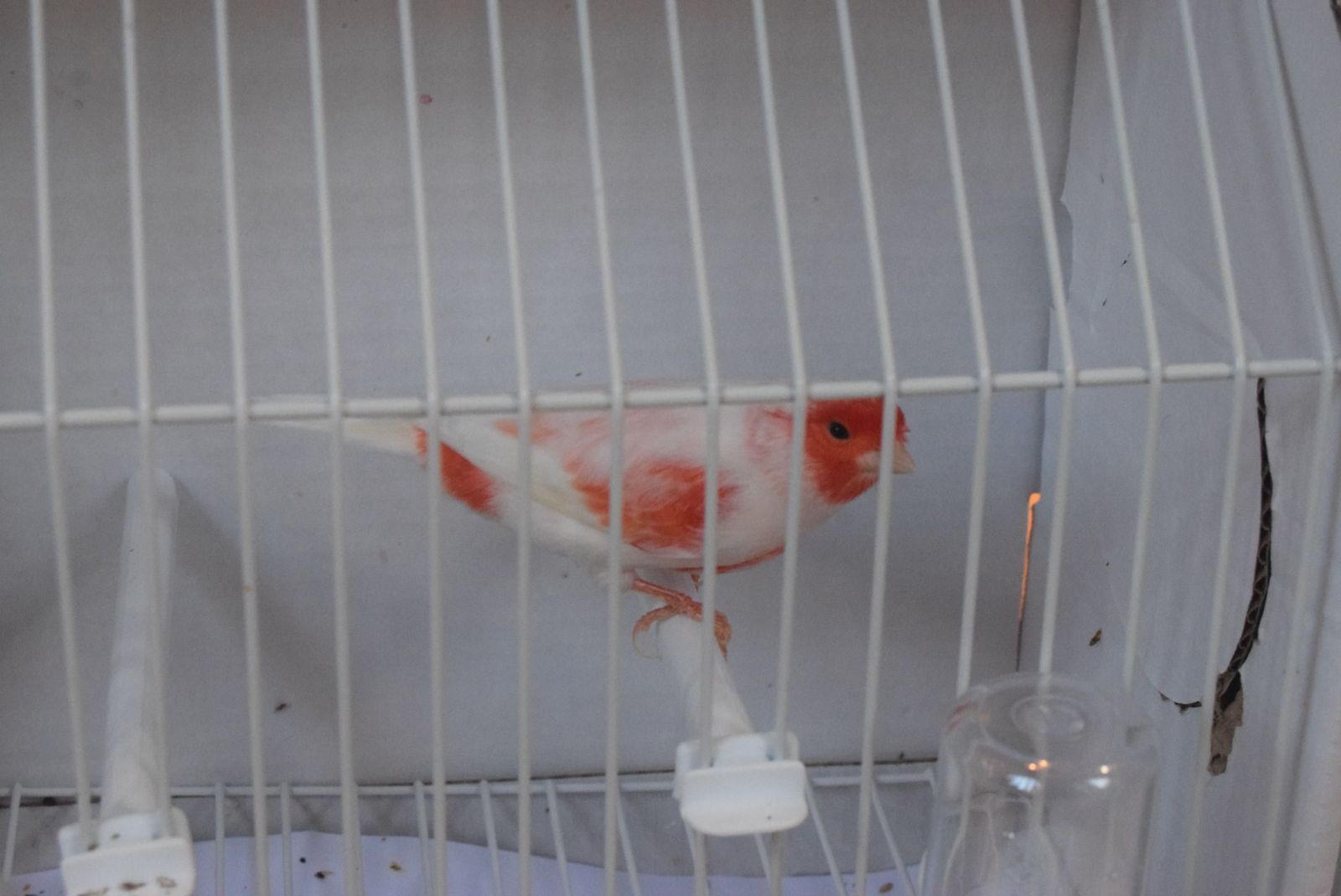 exposicion-ornitologica-en-el-colegio-universitario-17