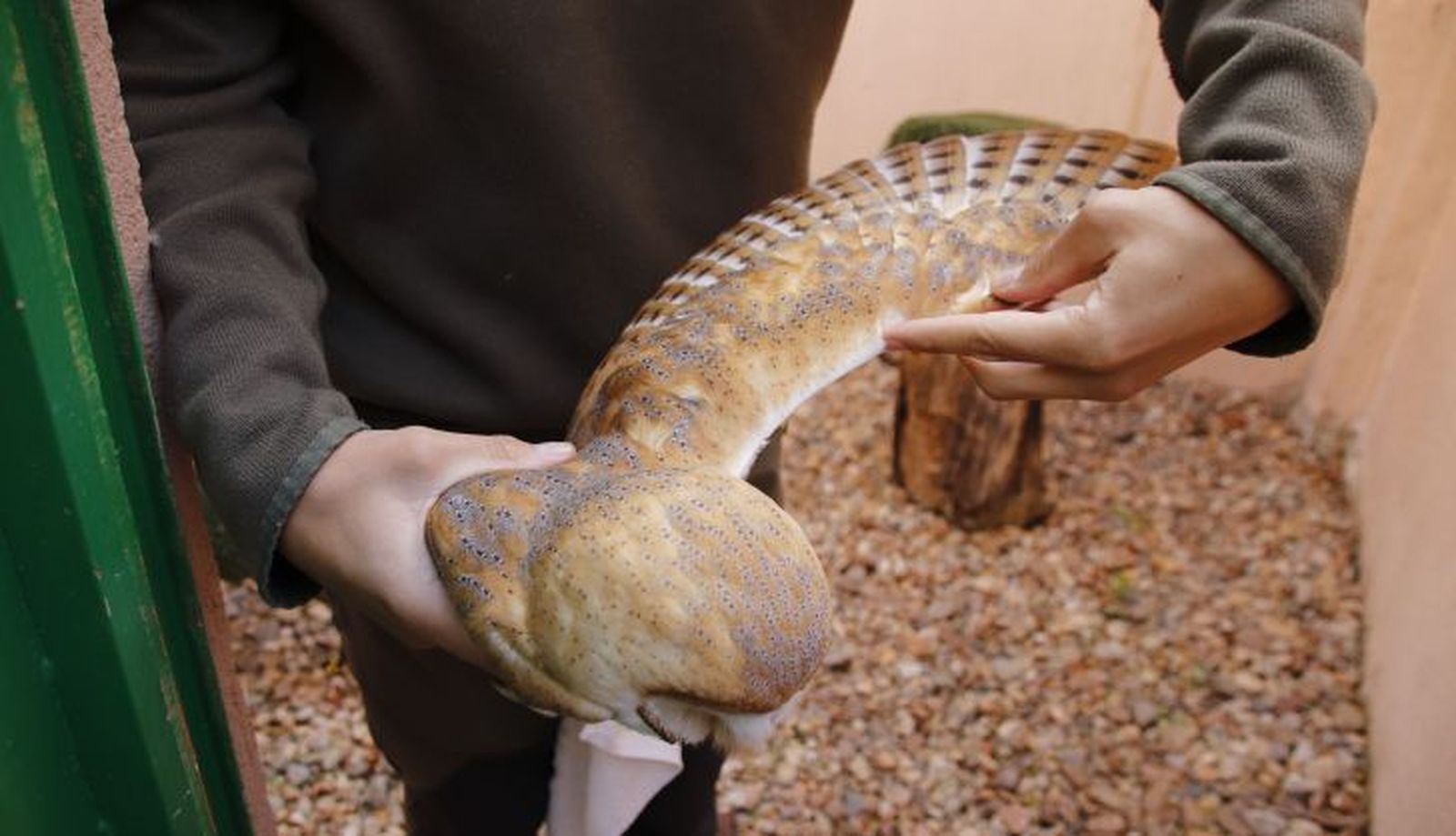  Centro de recepción de fauna silvestre, las dunas