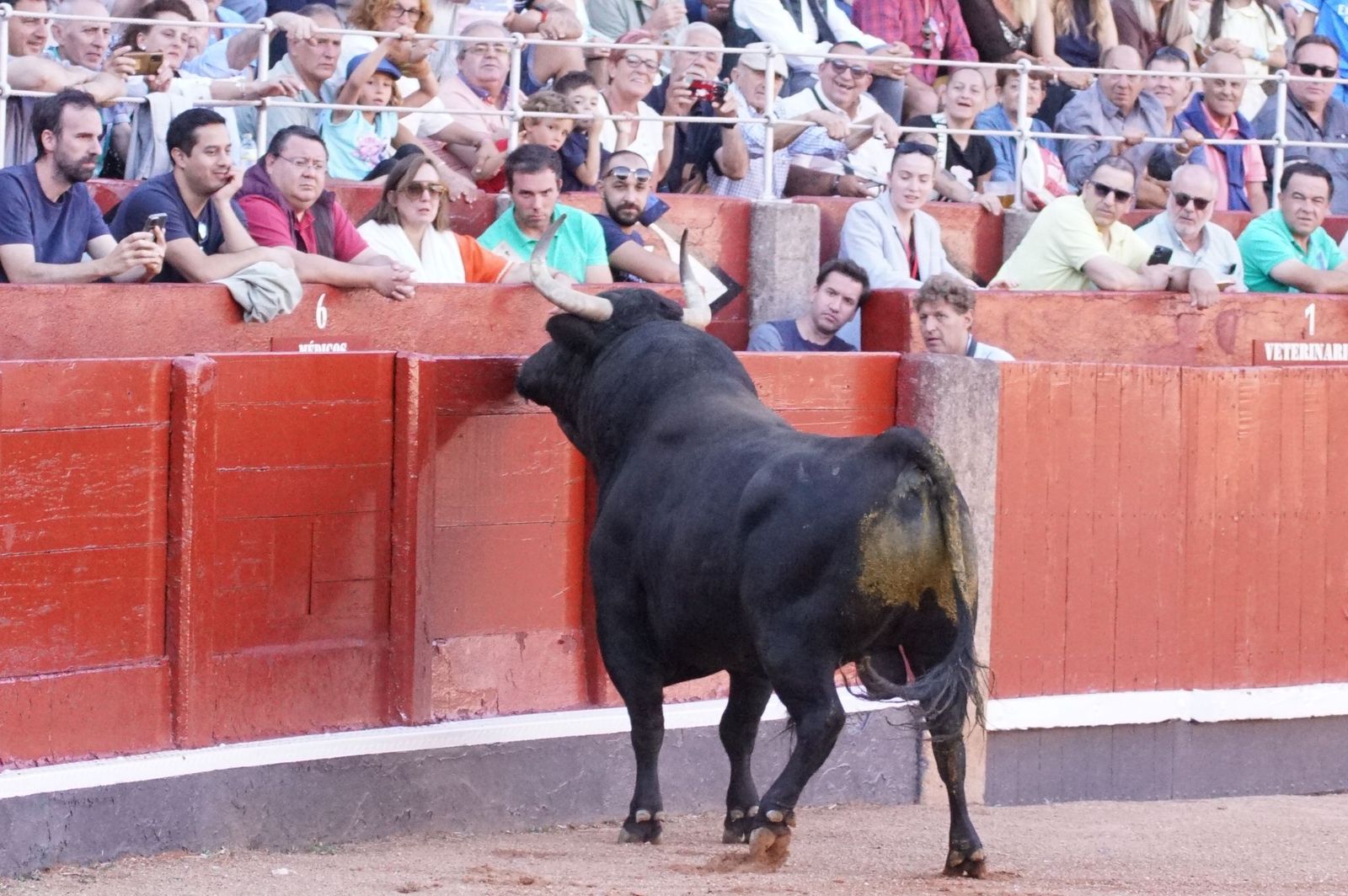 Tradicional Desenjaule en la Plaza de Toros La Glorieta