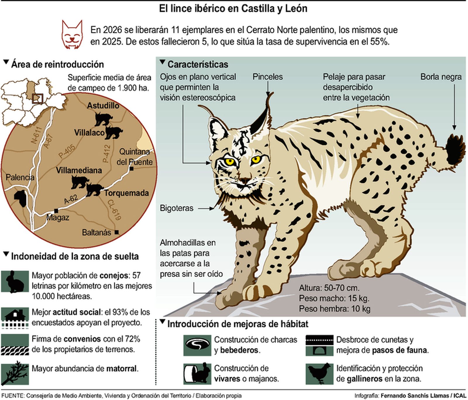 Infografía del lince ibérico en Castilla y León
