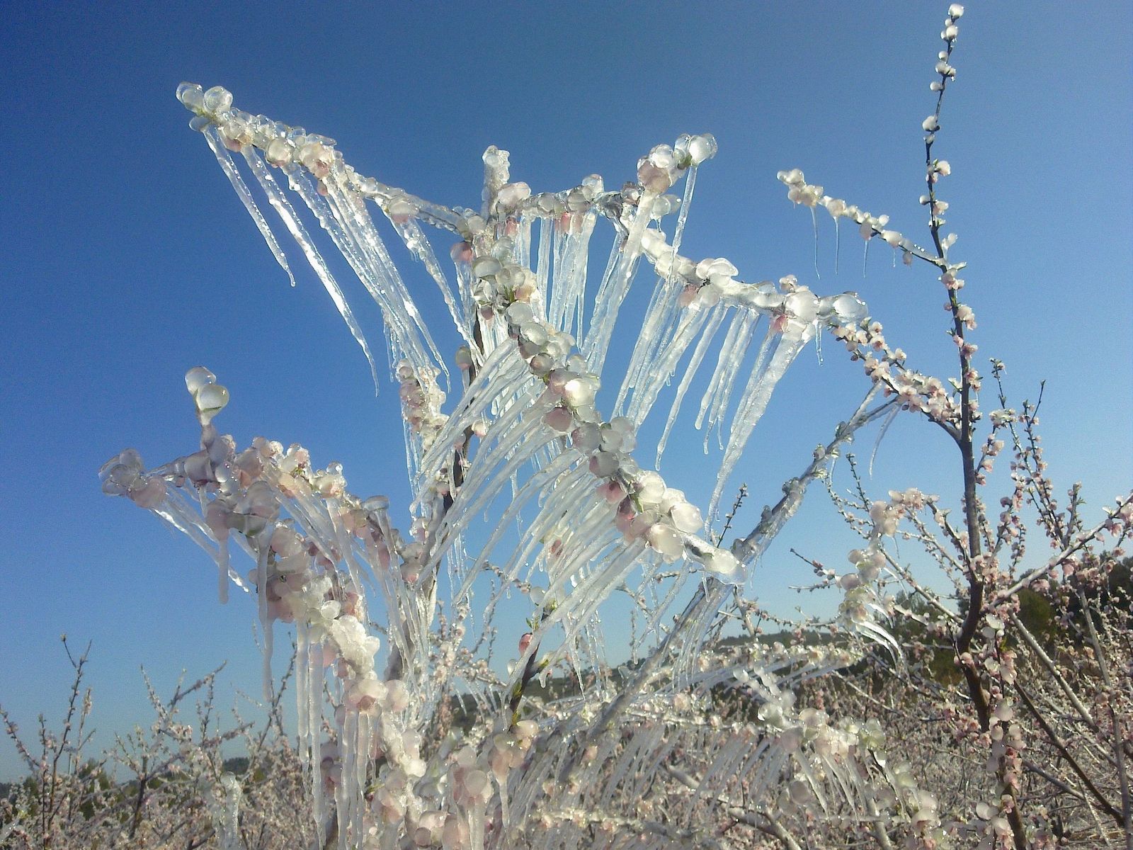 Melocotonero Helado. FA.