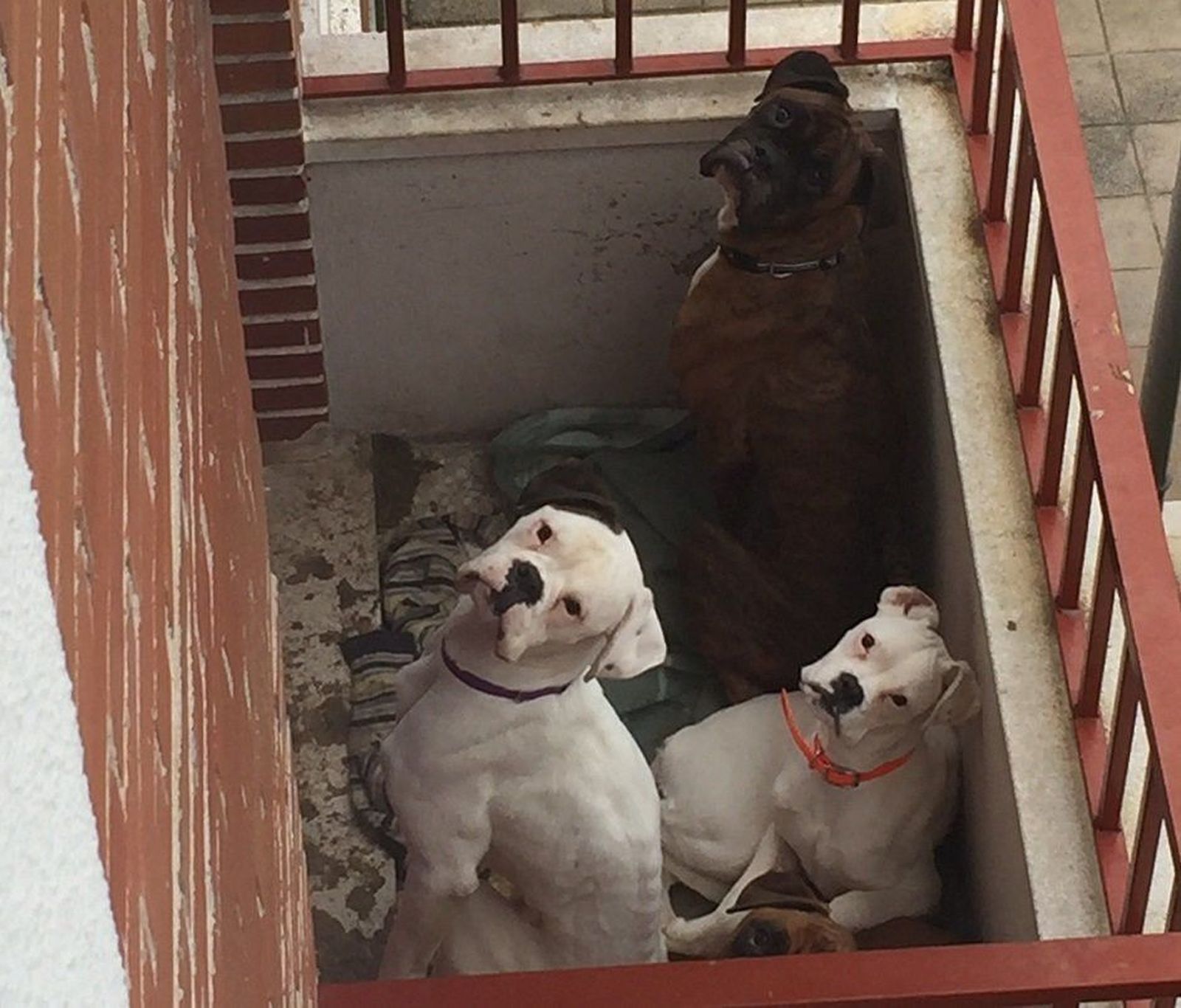 La Policía Local denuncia a un joven que mantenía encerrados a cuatro perros en un balcón