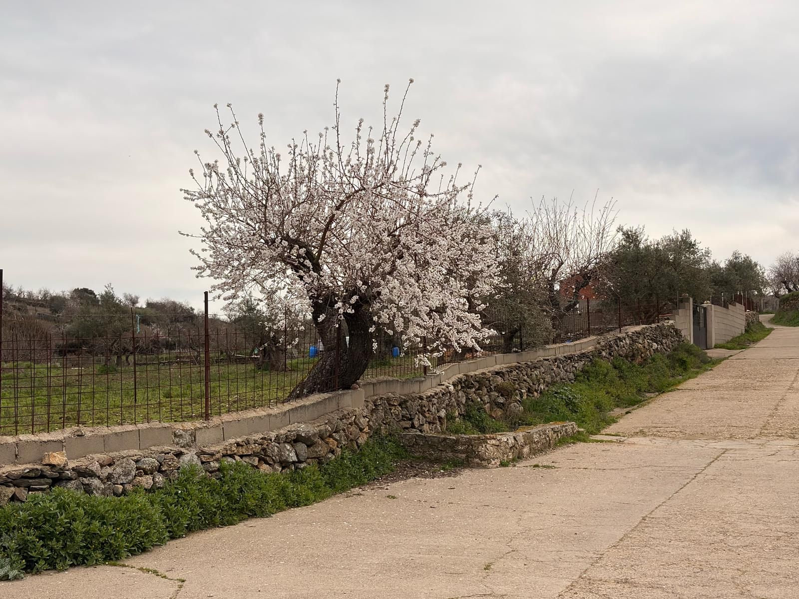 whatsapp-image-2025-02-15-at-11-08-01-1