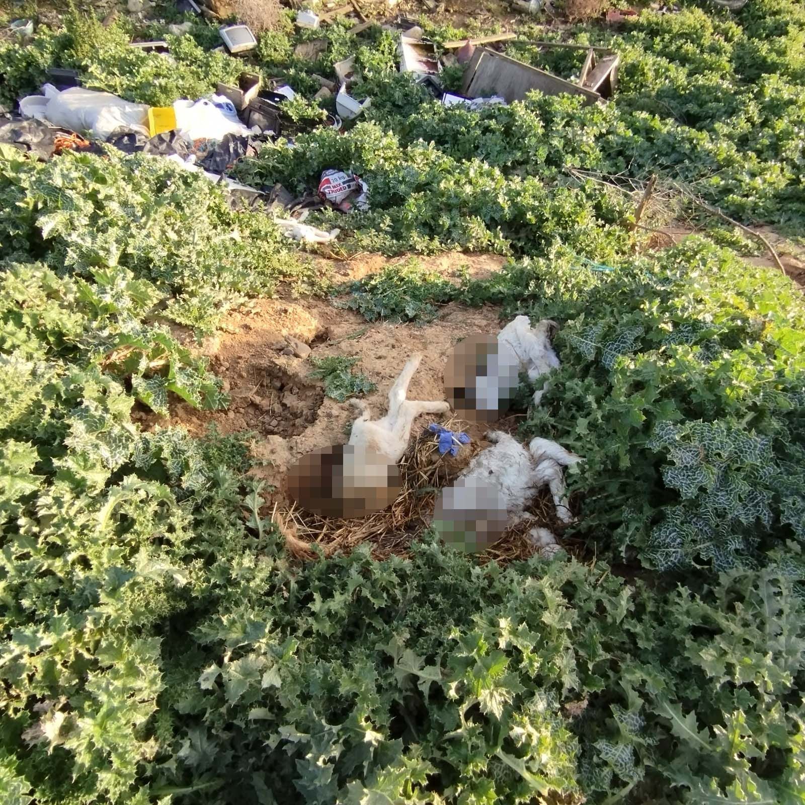 Corderos muertos en Villanueva del Campo. Archivo.