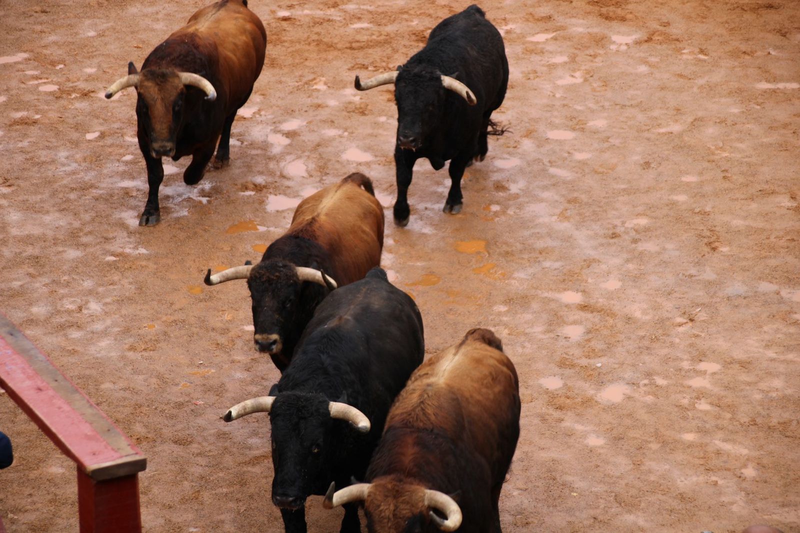 encierro-urbano-martes-de-carnaval-ciudad-rodrigo-2025-10