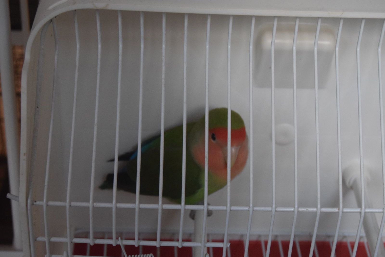 exposicion-ornitologica-en-el-colegio-universitario-8