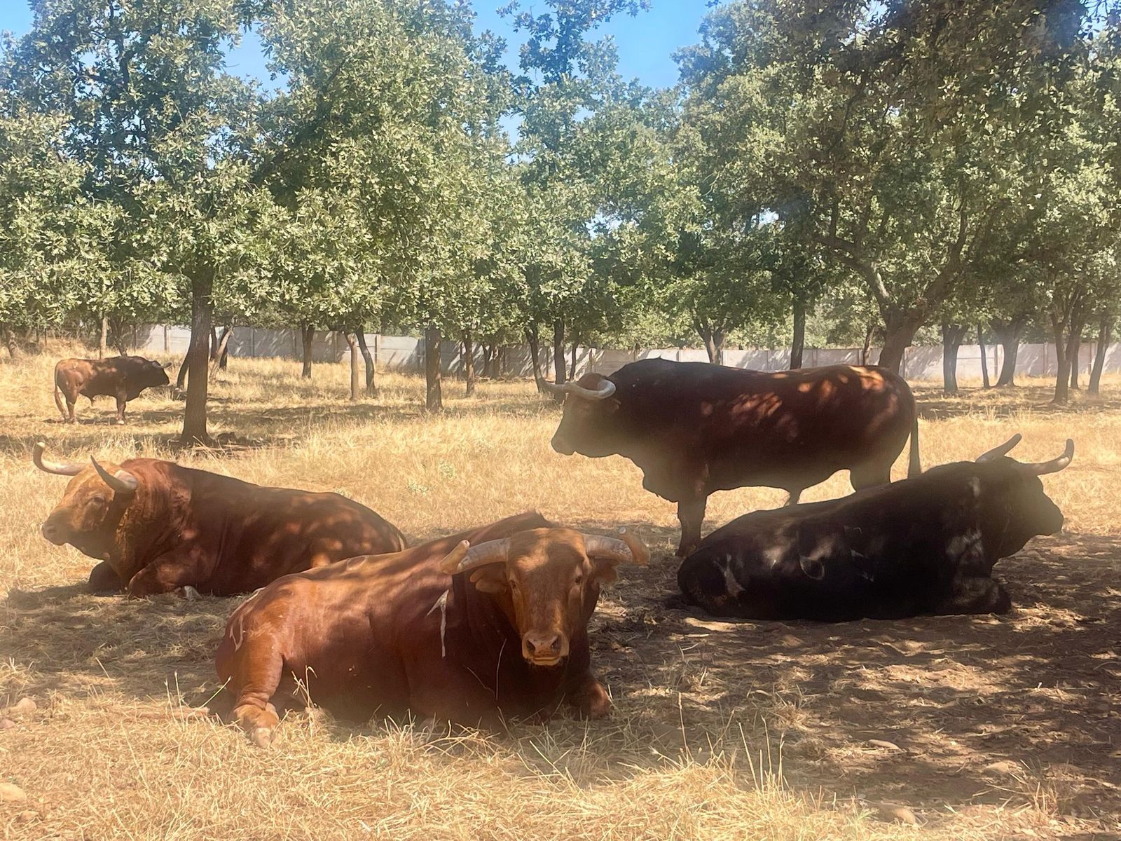 Toros de lidia de la ganadería de Pedraza de Yeltes en Castraz