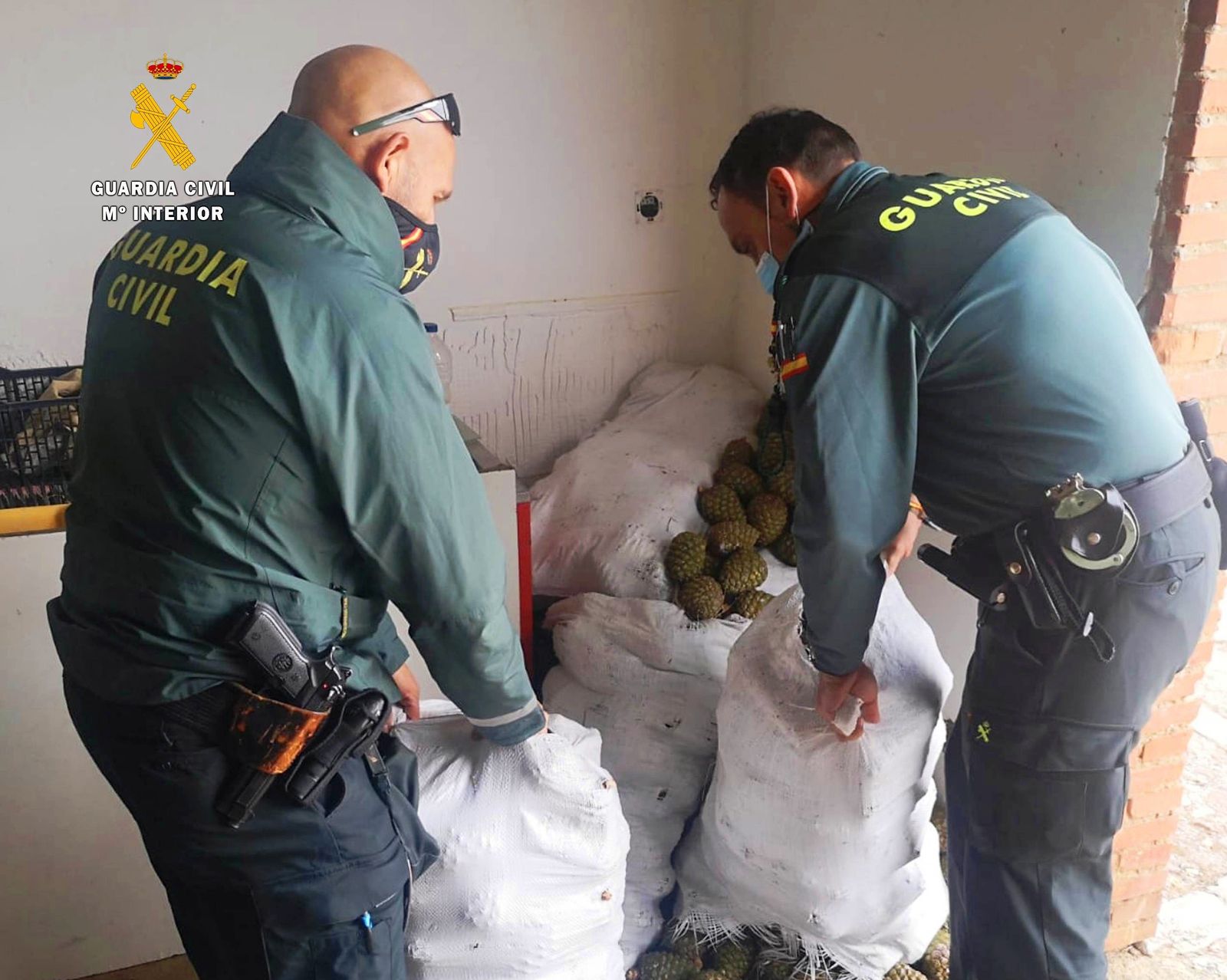 Foto  parte de las piñas incautadas 1