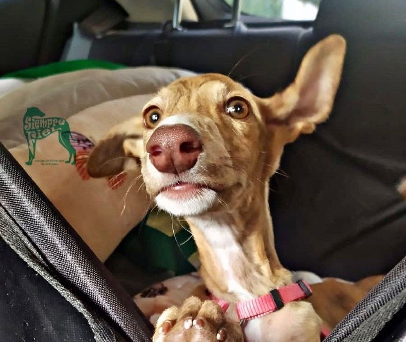 Perro que se encuentra en el refugio de la protectora de animales 'Siempre Fiel'