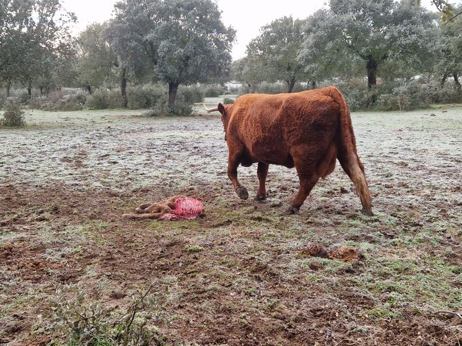 Vaca con su ternero muerto por los lobos en Topas1