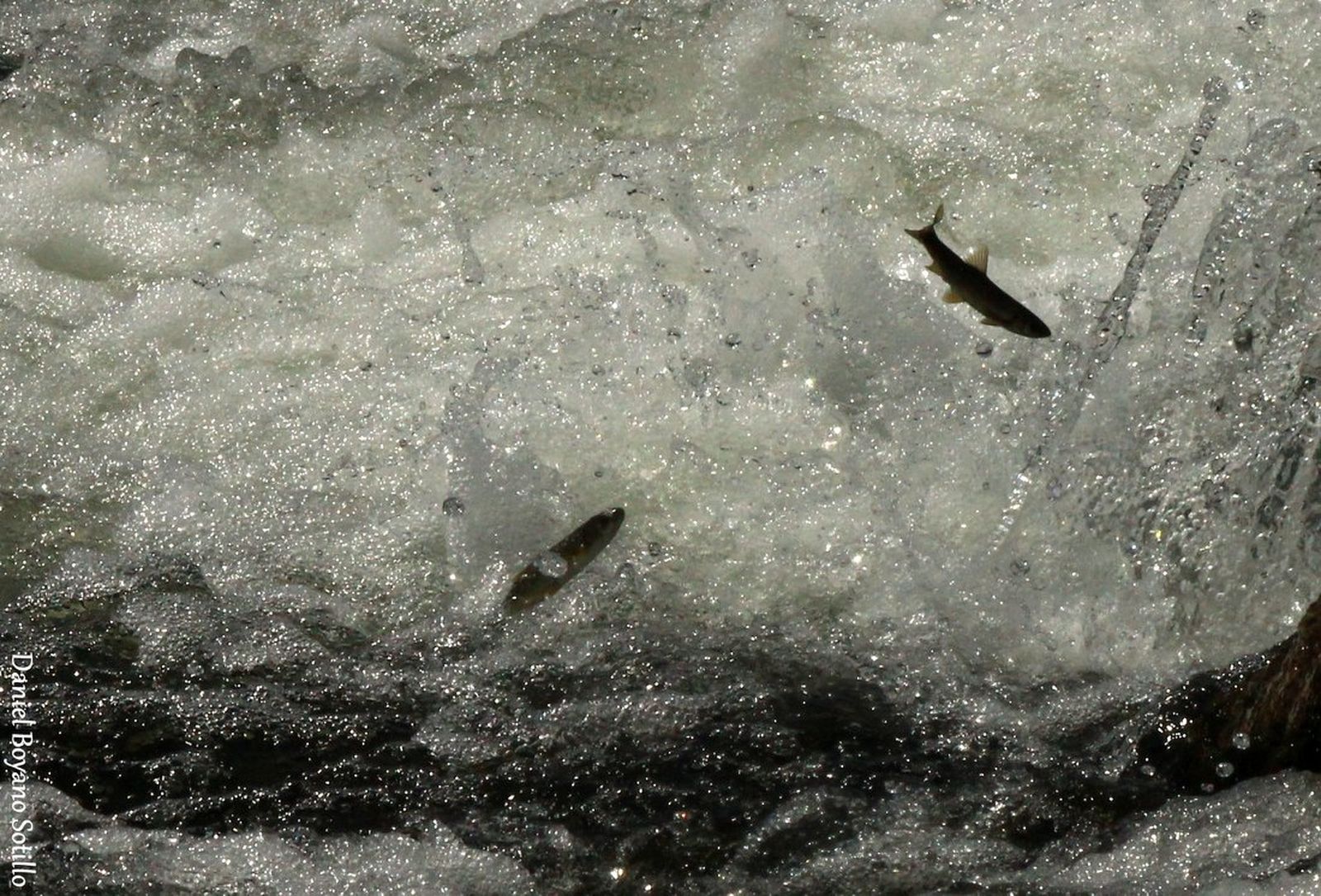 Campaña para evitar la captura de alevines de peces y anfibios Criosanabria
