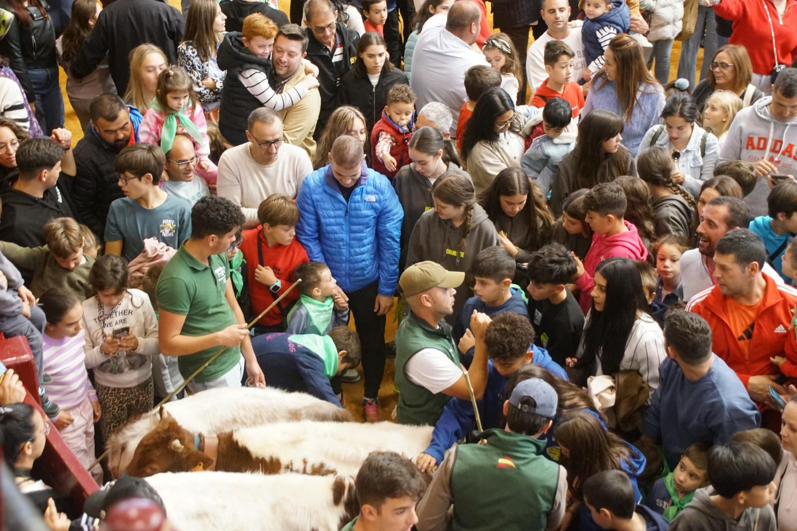 Alba de Tormes celebra un encierro, capea y encierro de minibueyes