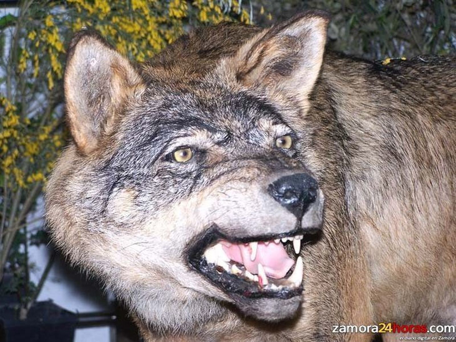La cuestación para indultar a un lobo en la subasta de caza de la Reserva Regional ha recaudado cerca de 1.400 euros