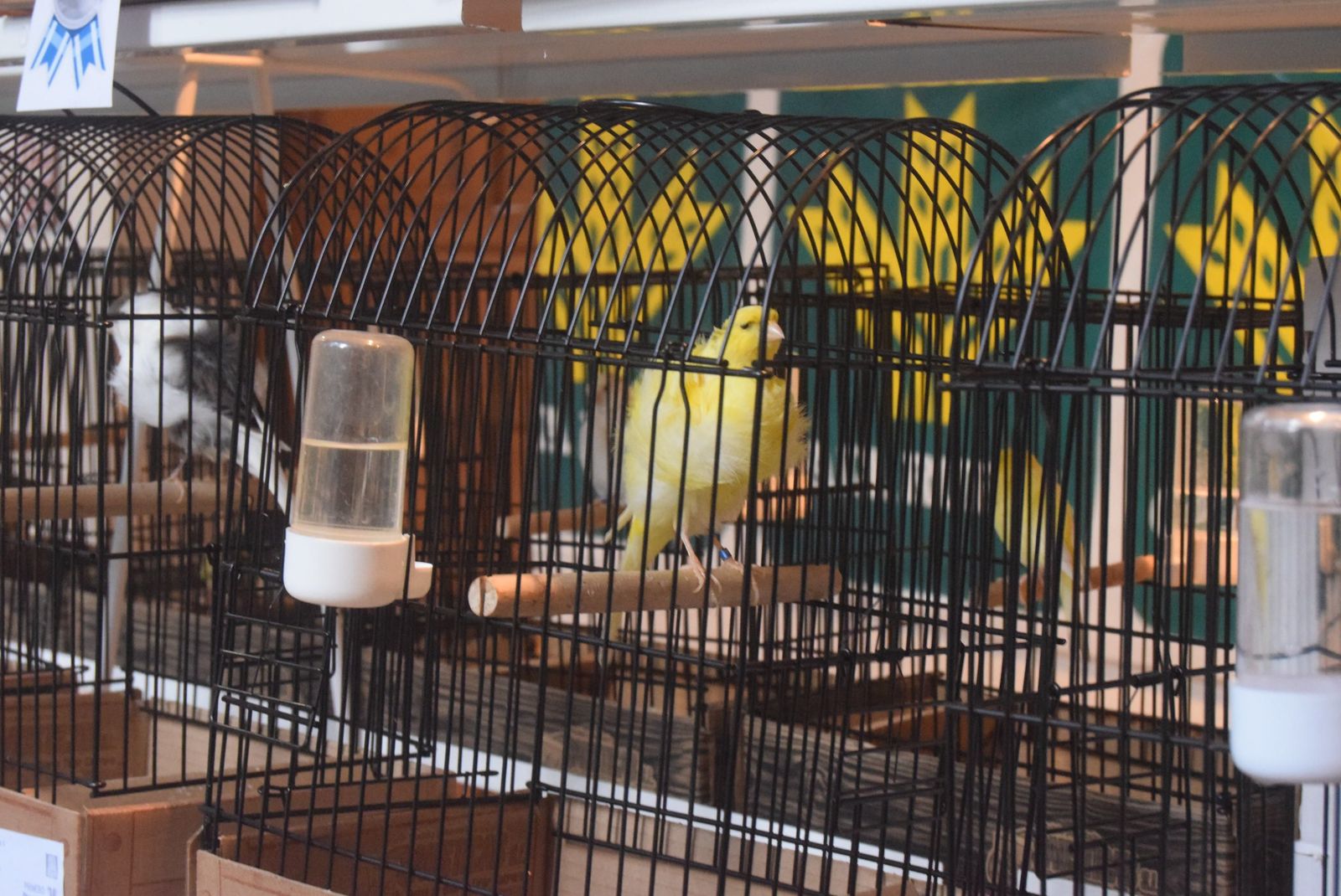 exposicion-ornitologica-en-el-colegio-universitario-25