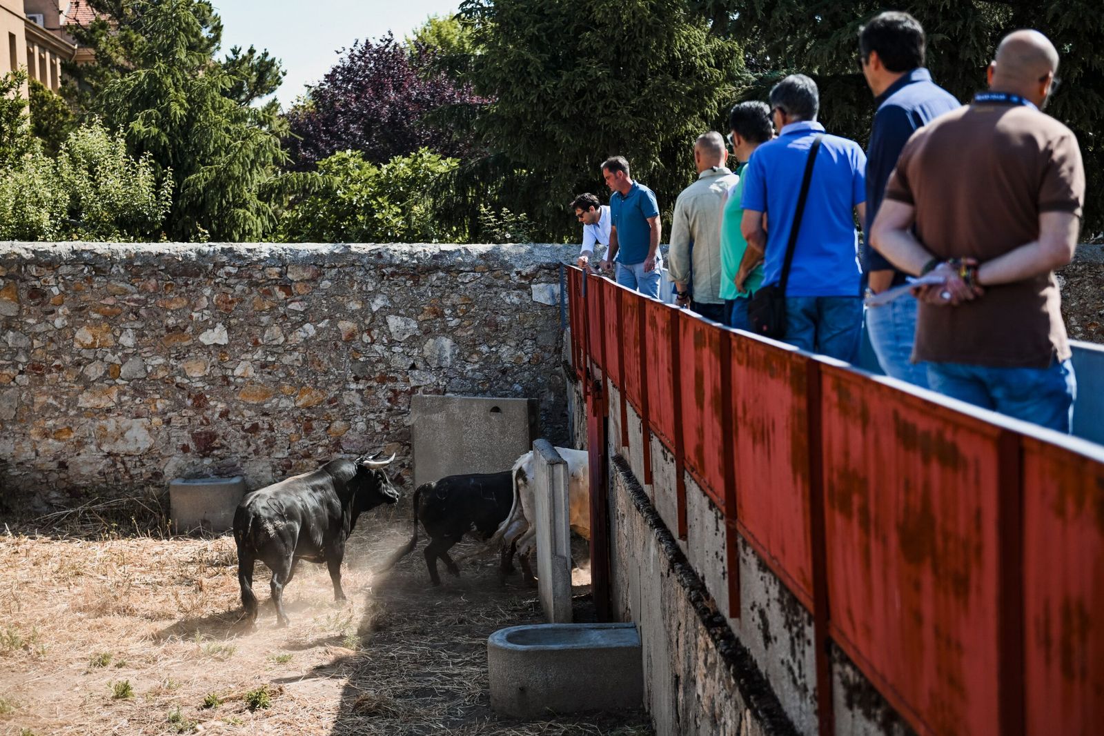 sorteo-de-los-toros-para-el-mano-a-mano-entre-morante-de-la-puebla-y-marco-perez-en-salamanca-fotos-bmf-toros-12