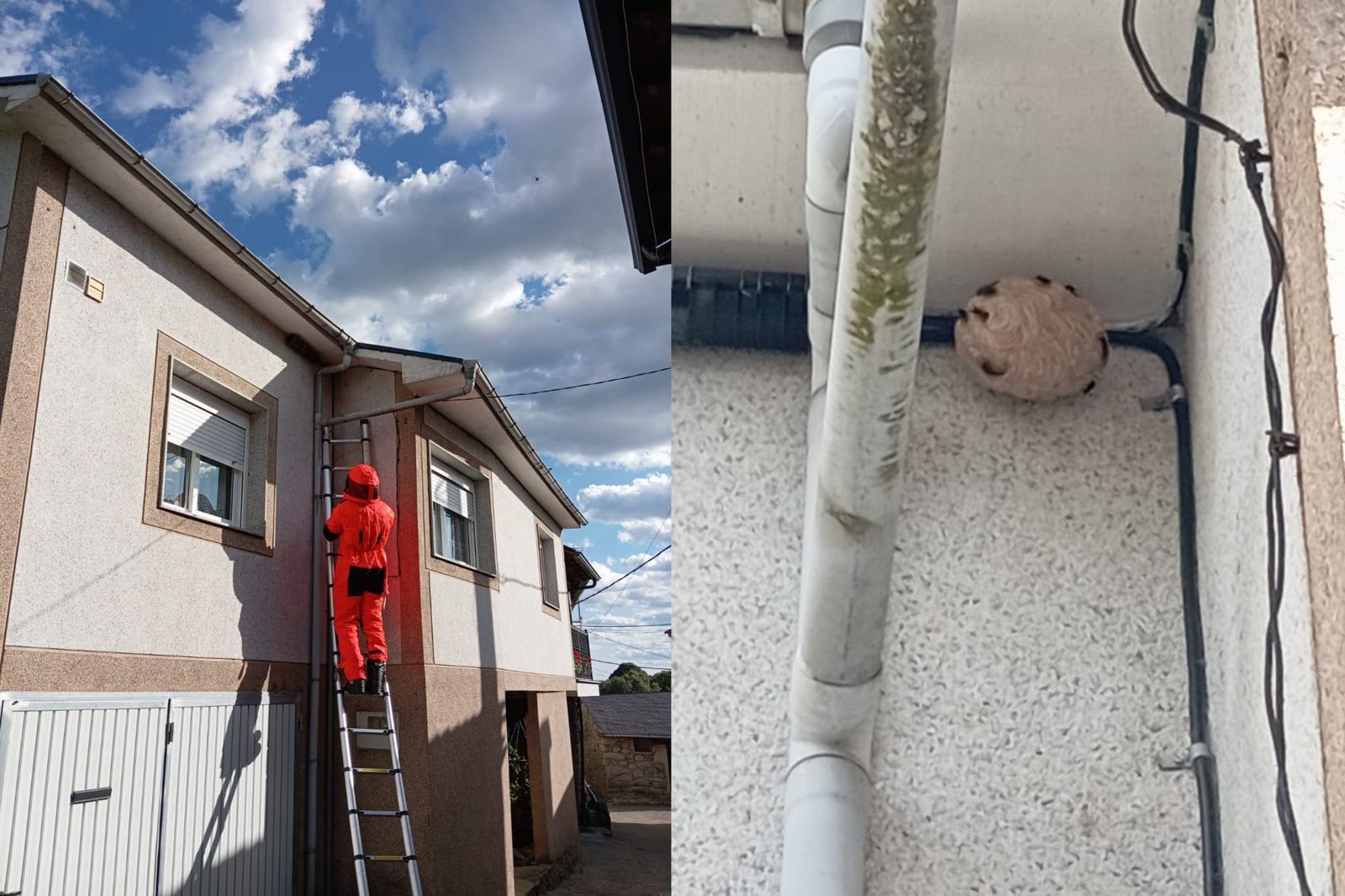 Retirada de un nido de avispa asiática en Castromil