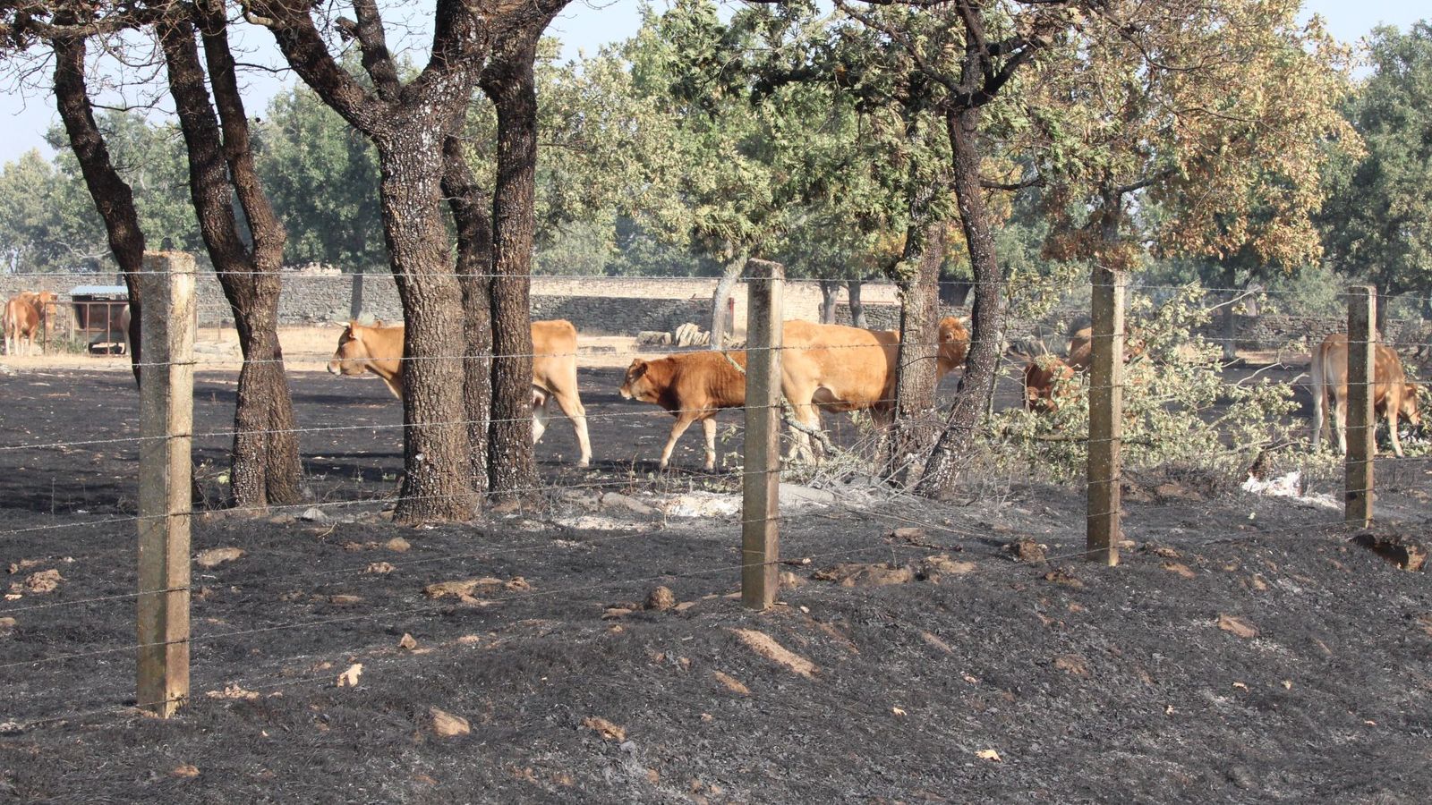 Así han quedado las zonas quemadas durante el incendio de Cipérez