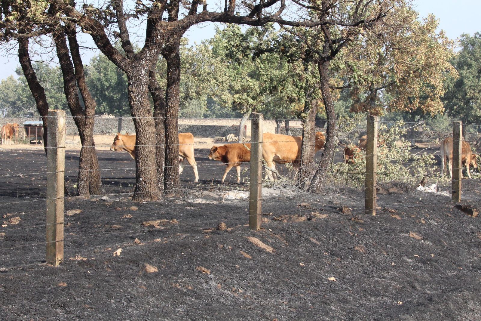Así han quedado las zonas quemadas durante el incendio de Cipérez