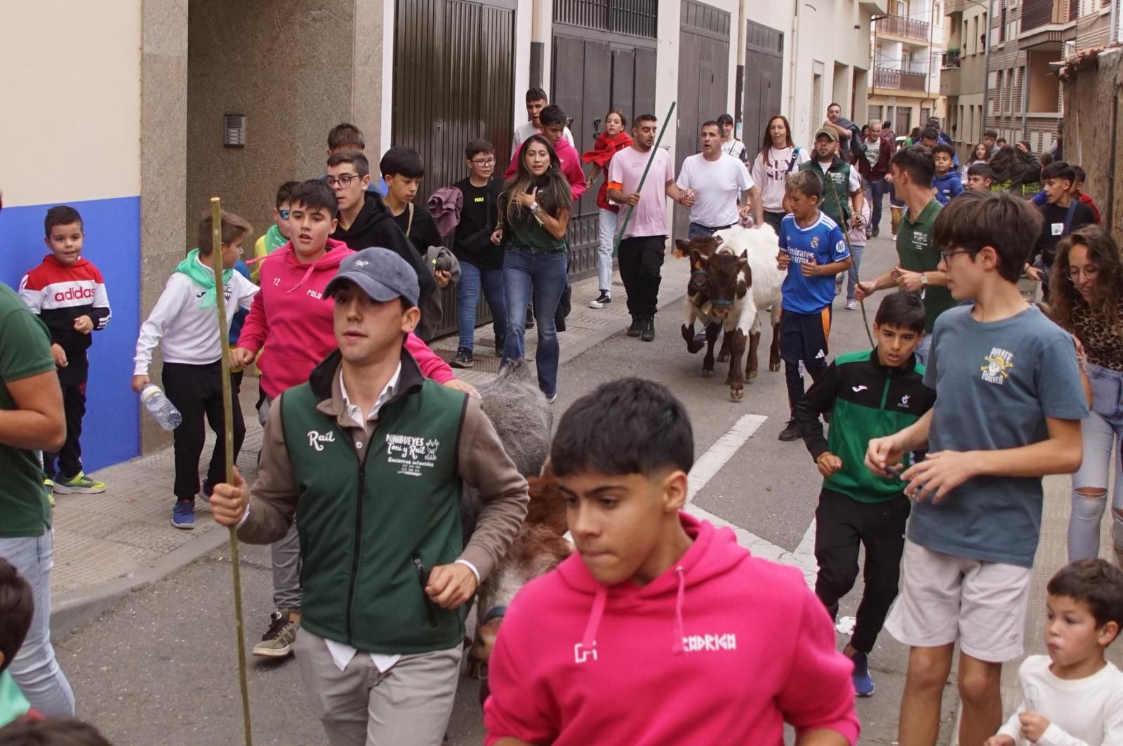 Alba de Tormes celebra un encierro, capea y encierro de minibueyes