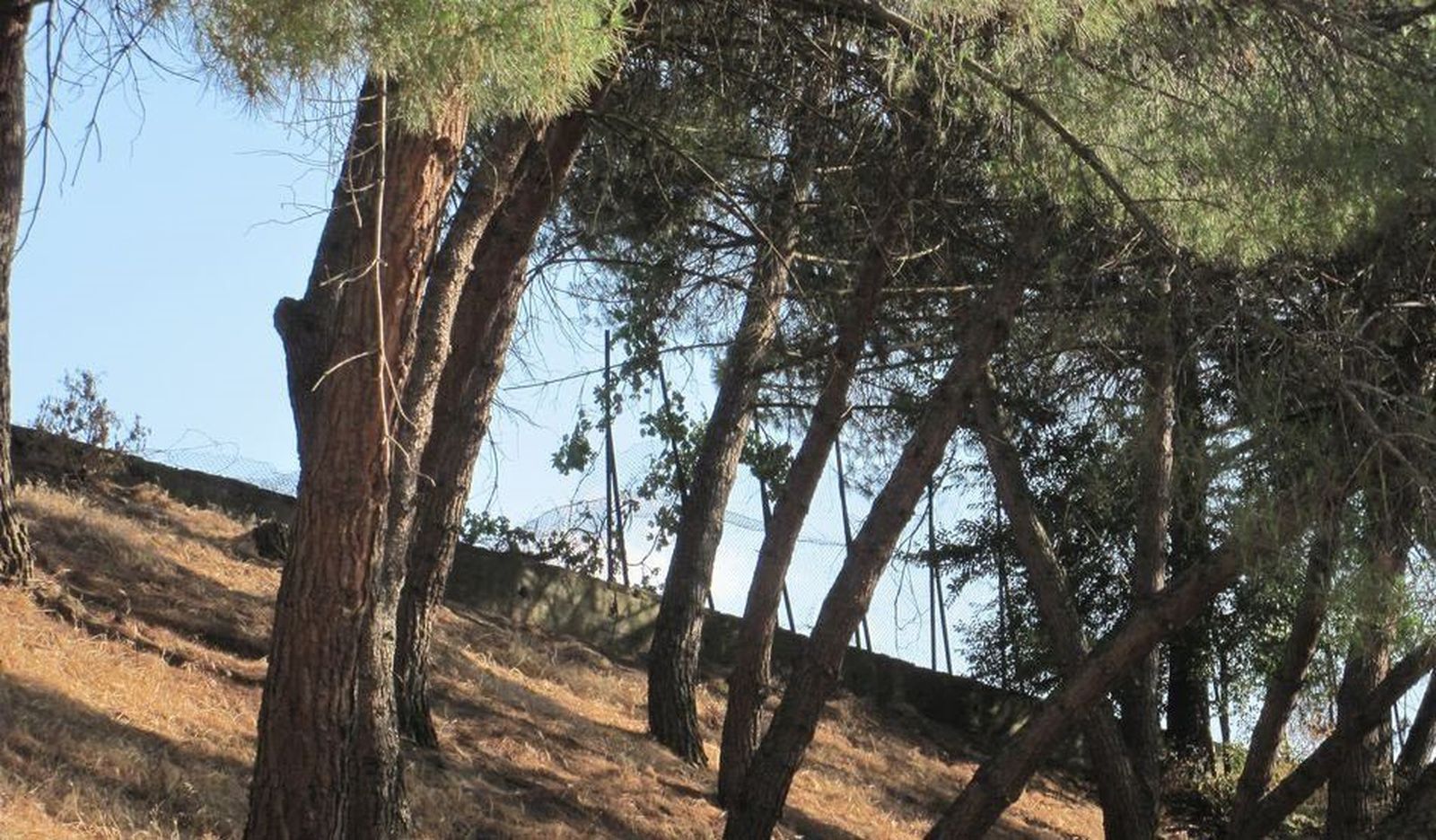 La Junta de Castilla y León pone fecha al correcto vallado de El Botánico