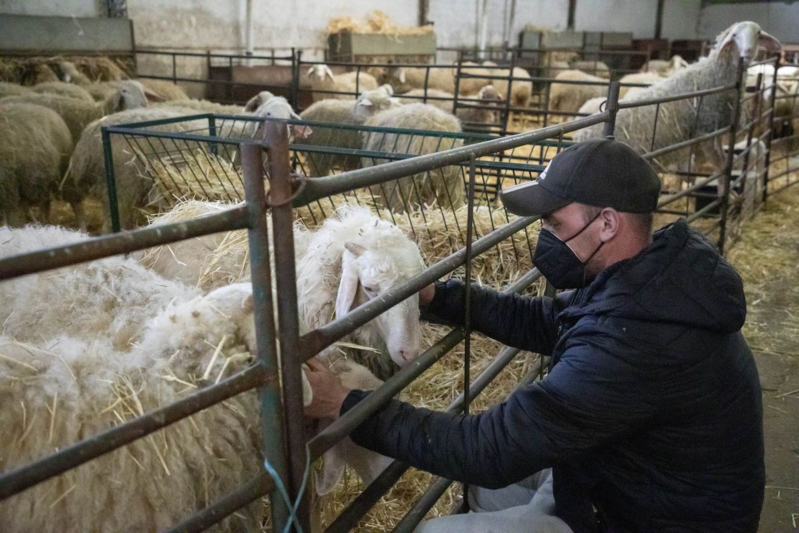 Salamanca acogerá un congreso de pastoreo. Susana Martín. ICAL