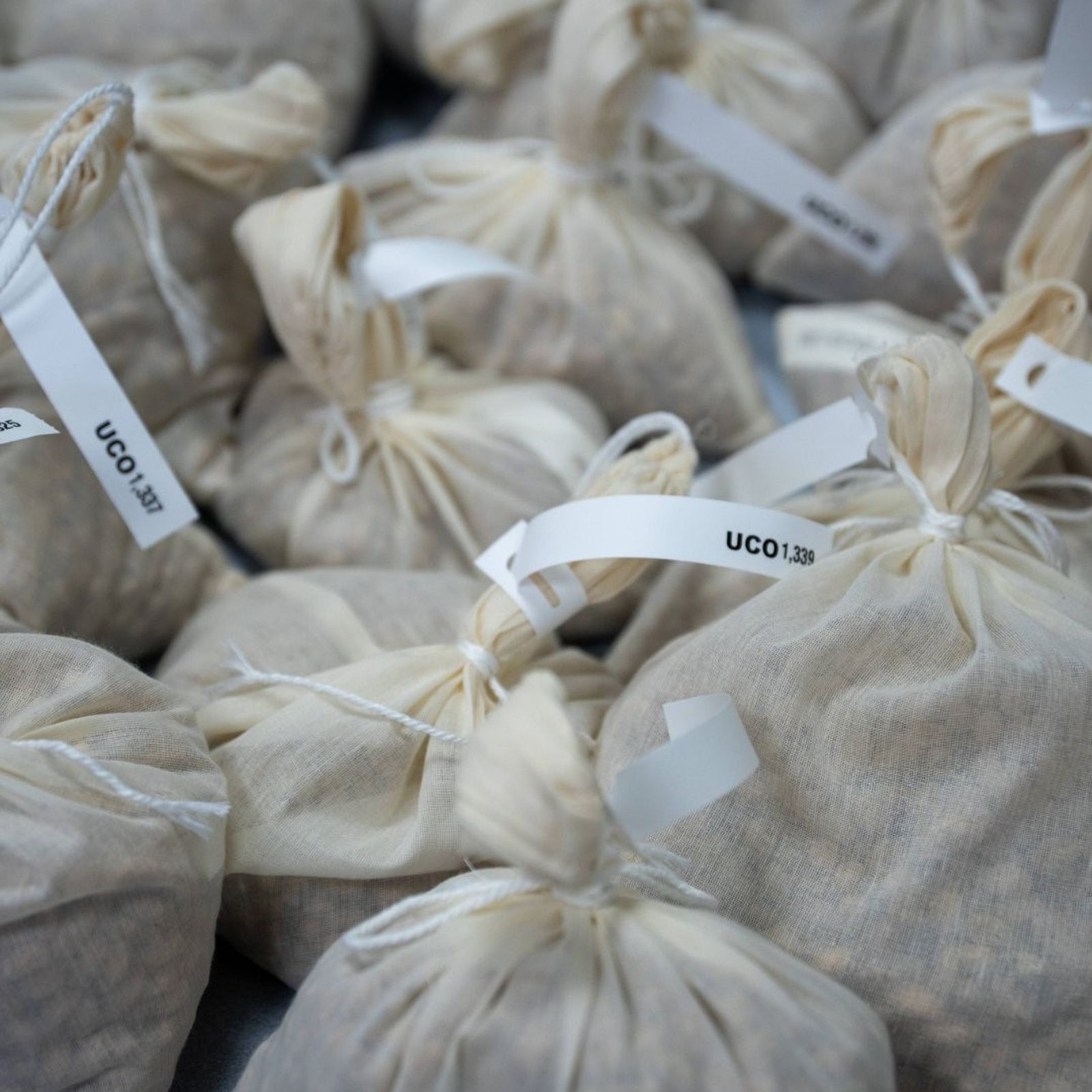 Semillas del olivo llegan a Svalvard1