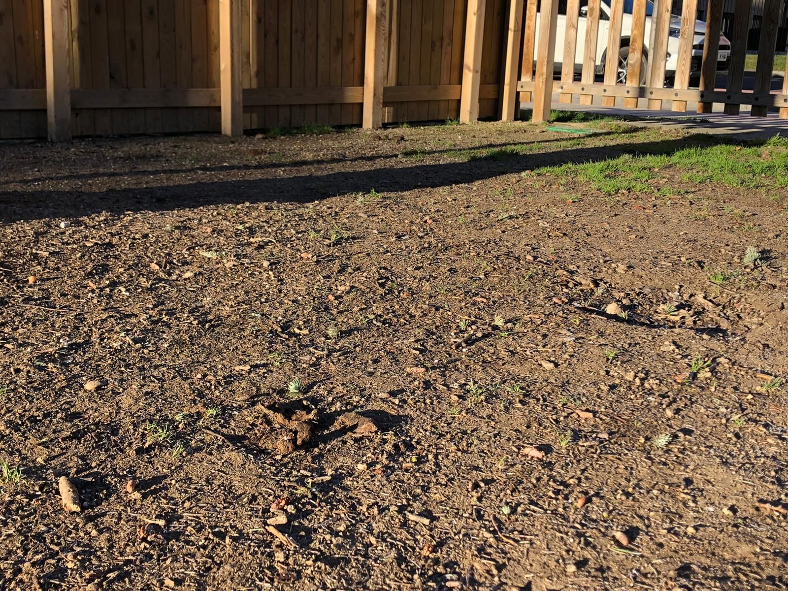 estado-del-pipican-8