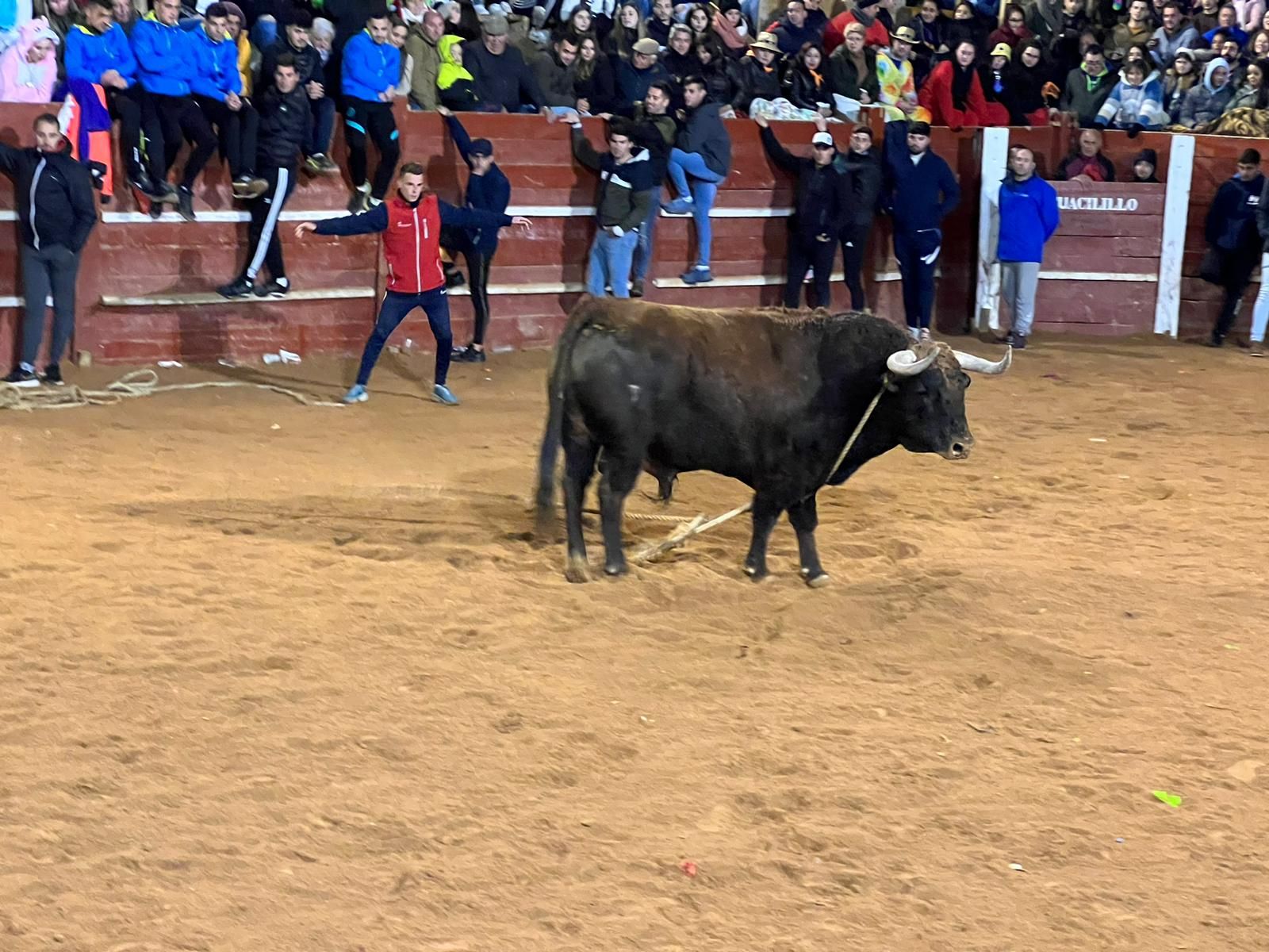 Toro amarrado con una soga durante la capea nocturna de Ciudad Rodrigo