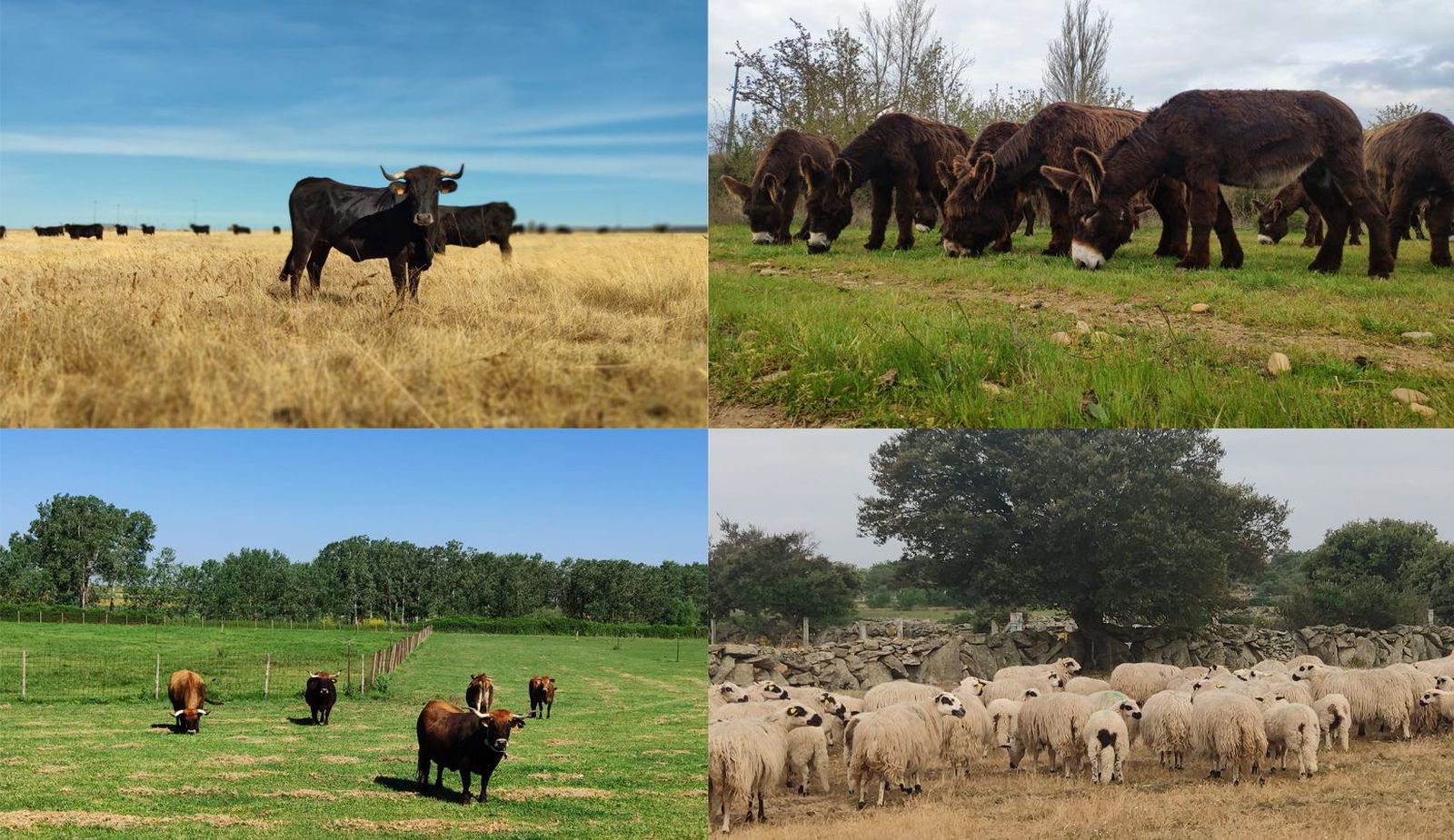 Razas autóctonas zamoranas. Archivo.