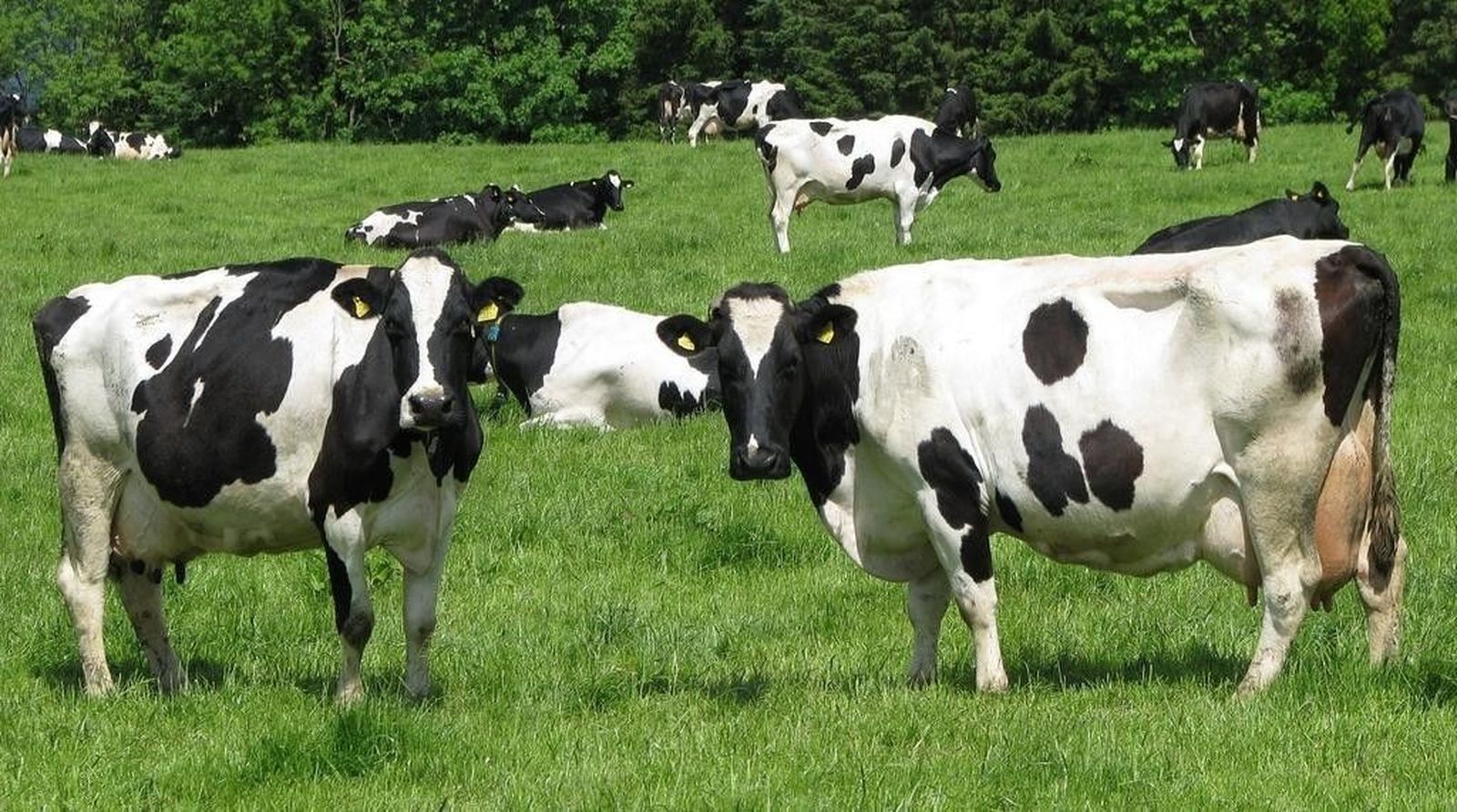 La Alianza denuncia que tan sólo el 18 % de los ganaderos de leche de la región se podrá acoger a las ayudas ministeriales