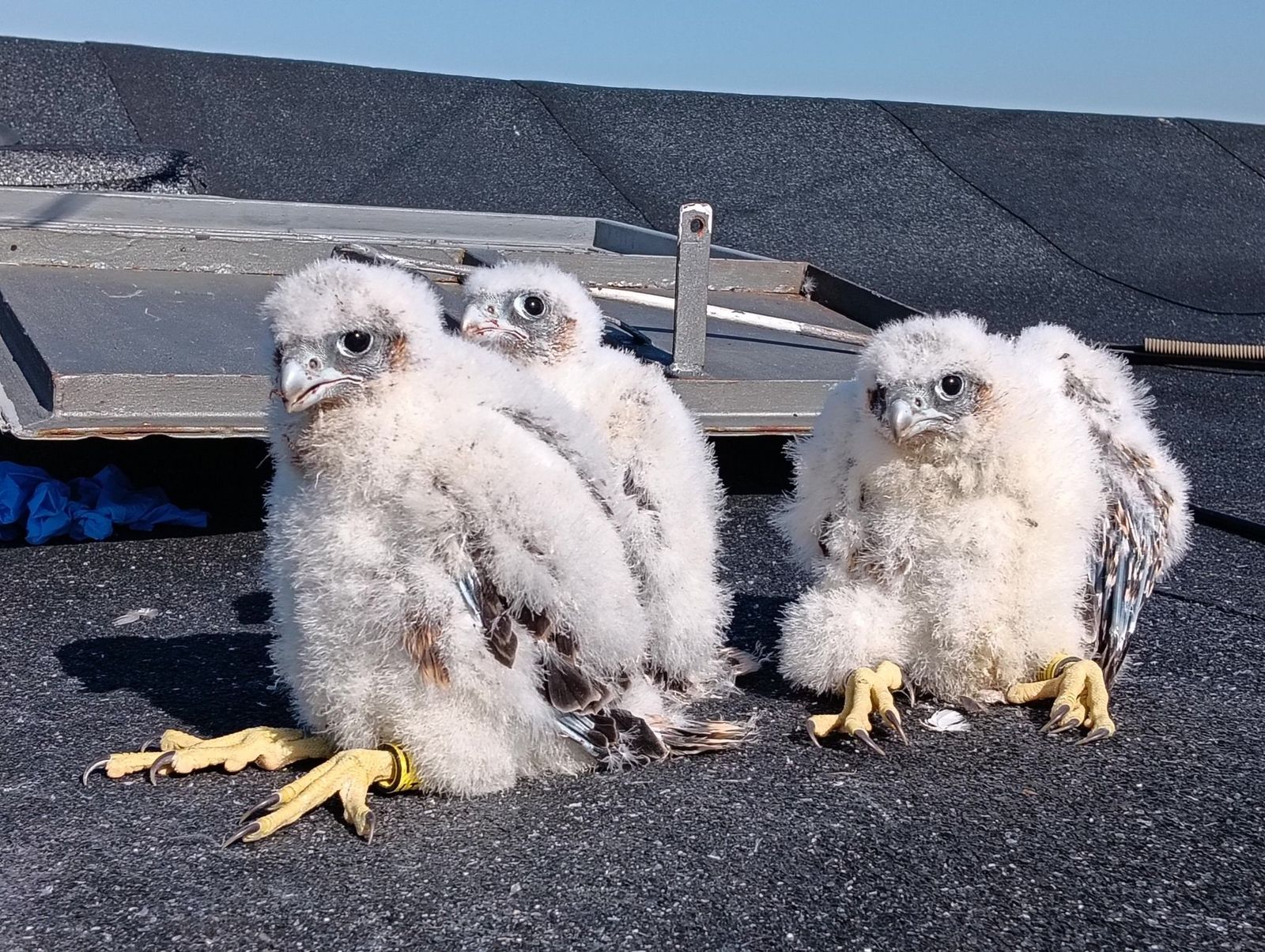 Imagen de las tres crías
