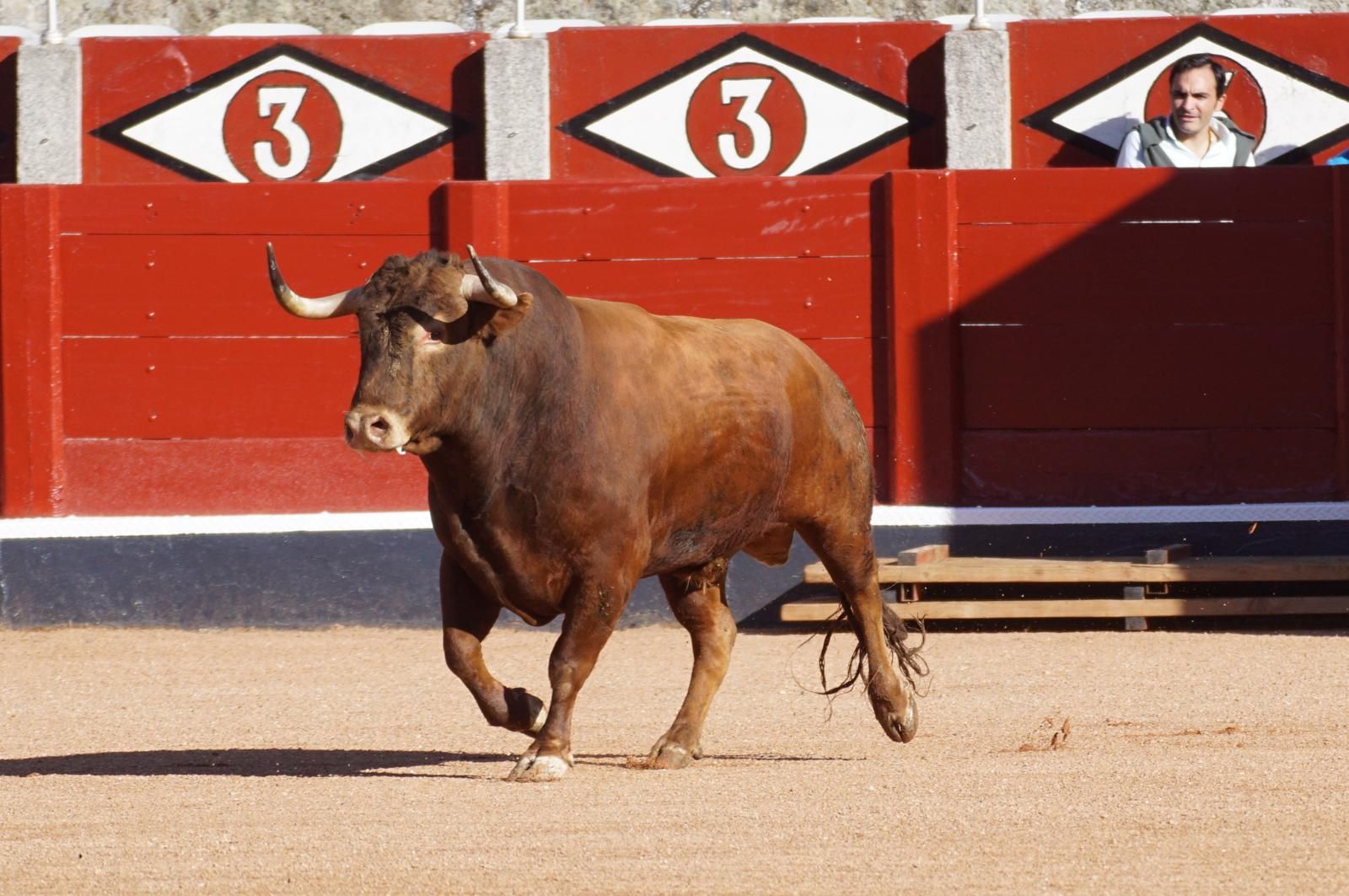 Tradicional Desenjaule en la Plaza de Toros La Glorieta