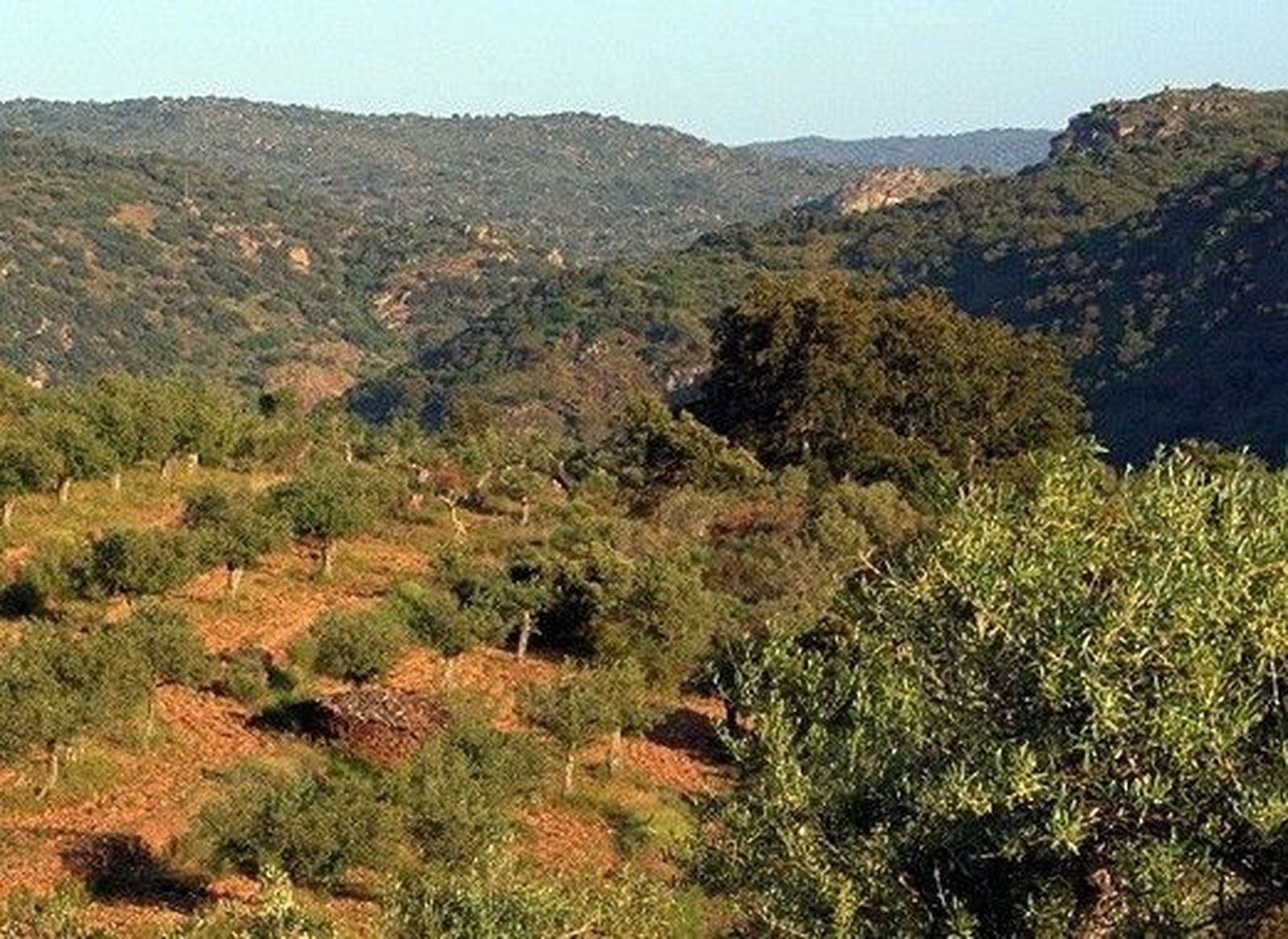Inicio festivo de la campaña para la elaboración del aceite de oliva