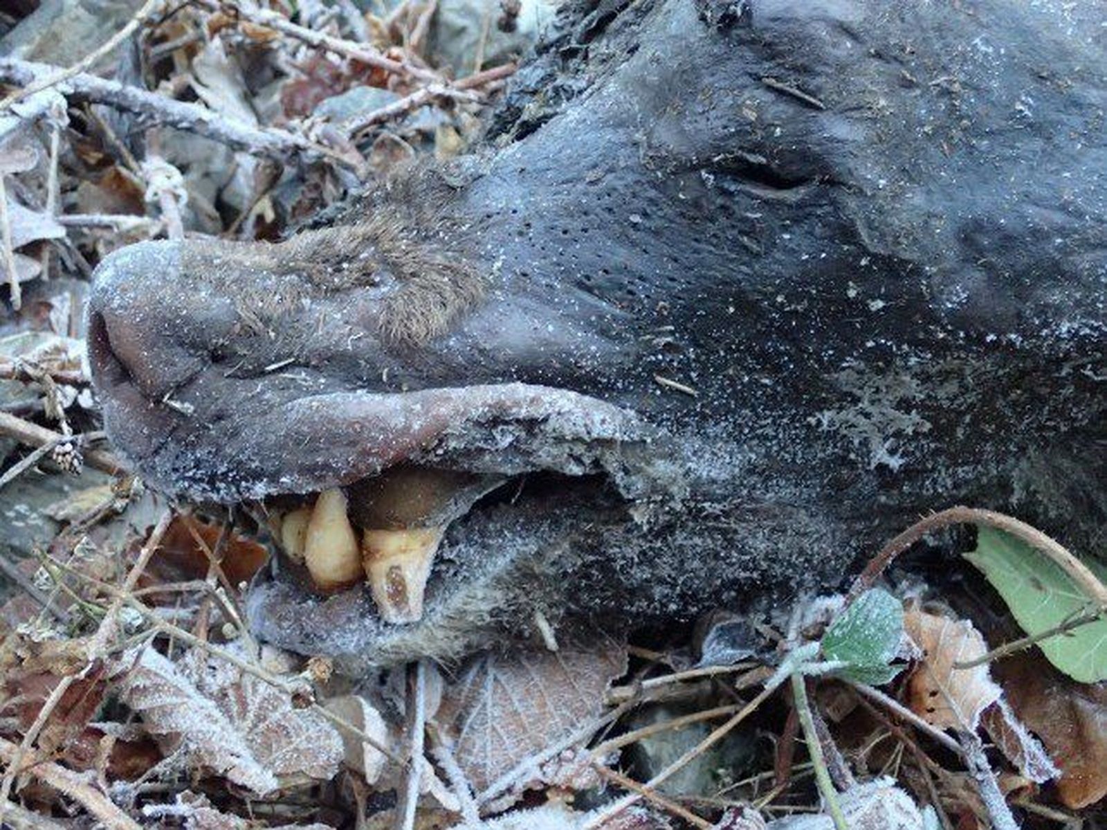 El oso localizado muerto en enero en Asturias falleció por intoxicación de setas