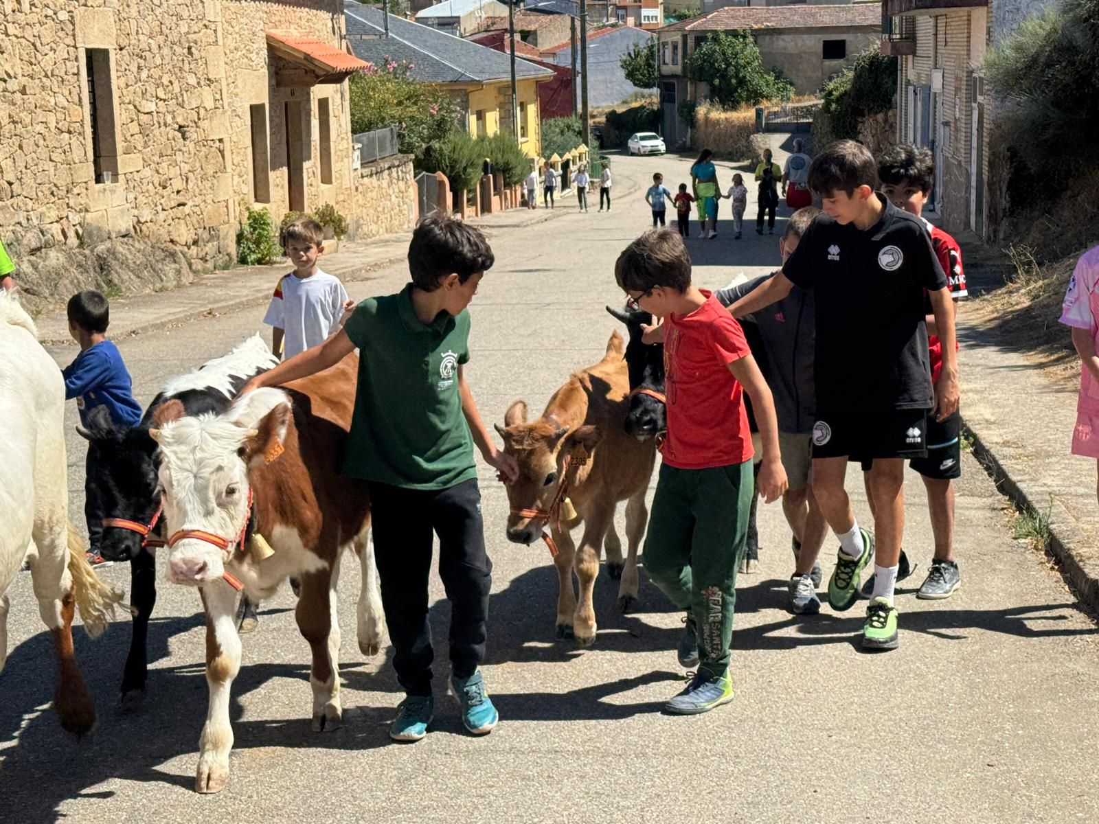 Encierro de mini bueyes en el último día de fiestas en Aldeadávila de la Ribera