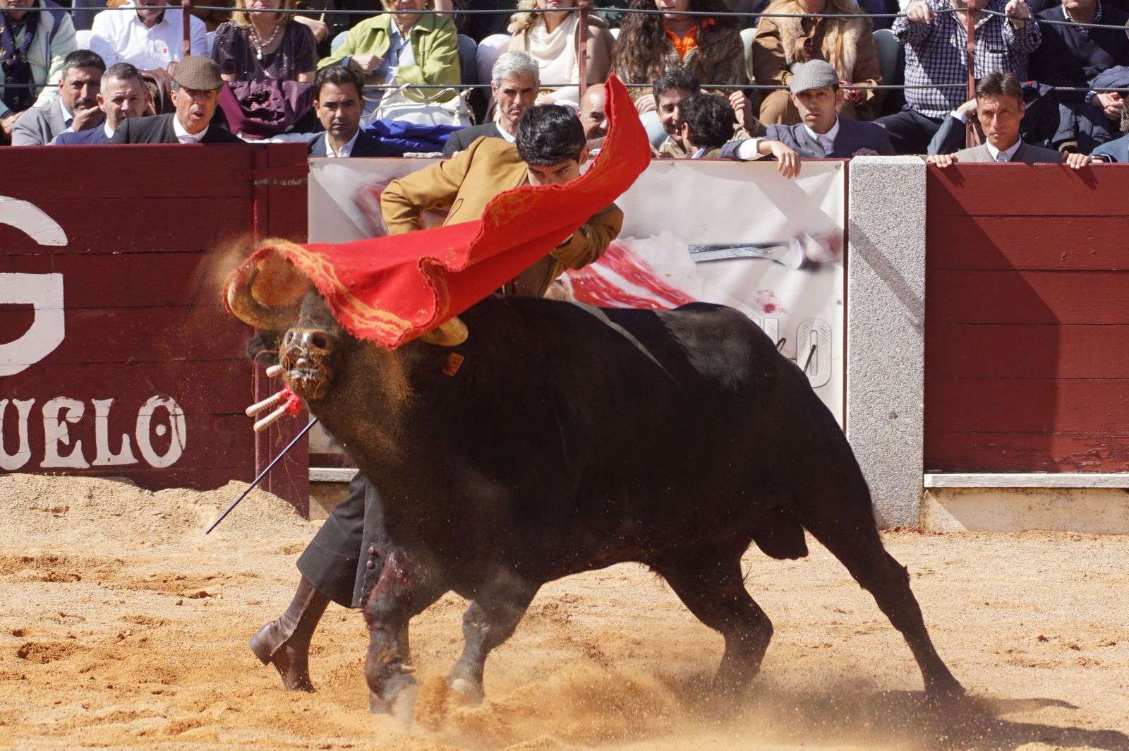 Festival taurino solidario por la esclerosis múltiple en Guijuelo