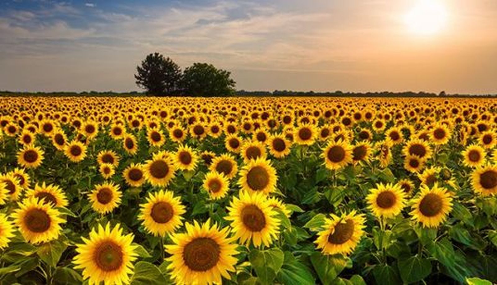 Girasoles. Foto USAL