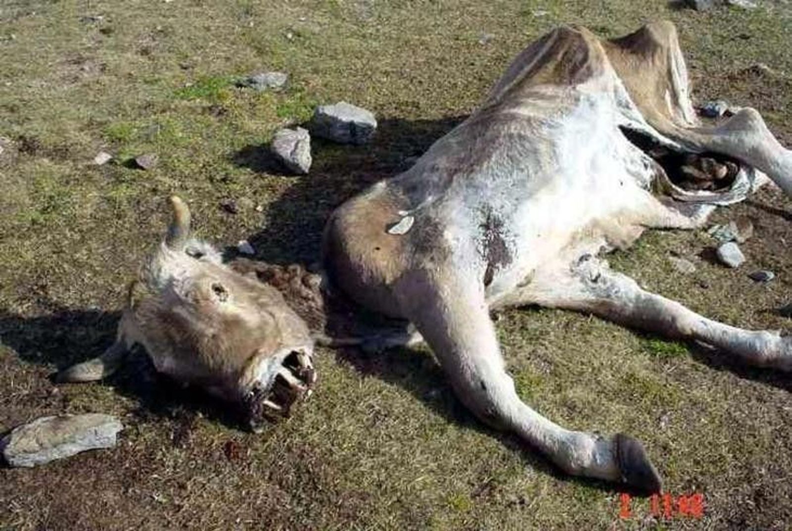 La Junta destina 2,5 millones de euros para la retirada de animales muertos