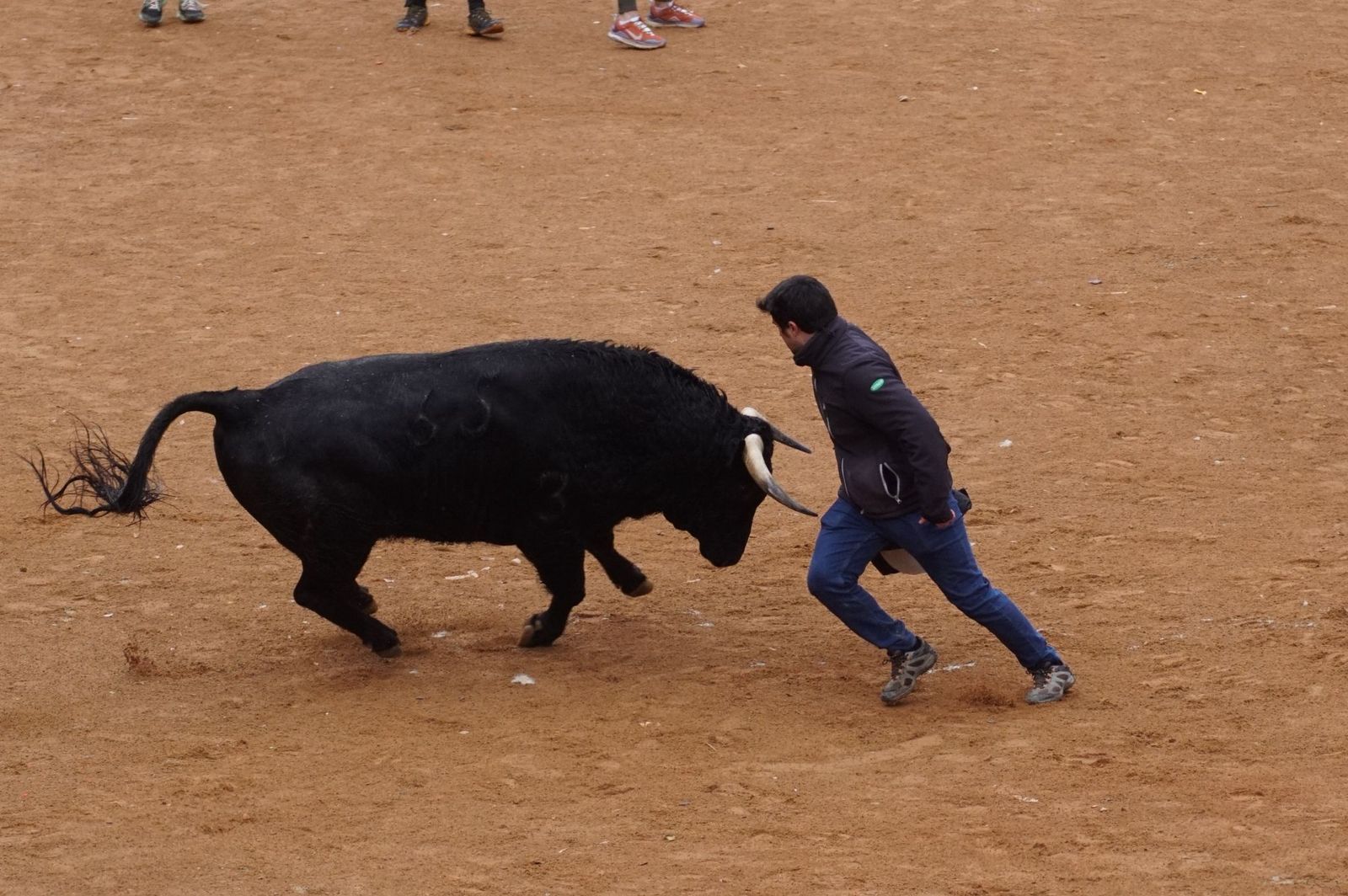 Capea matinal de domingo de carnaval en Ciudad Rodrigo (36).jpeg