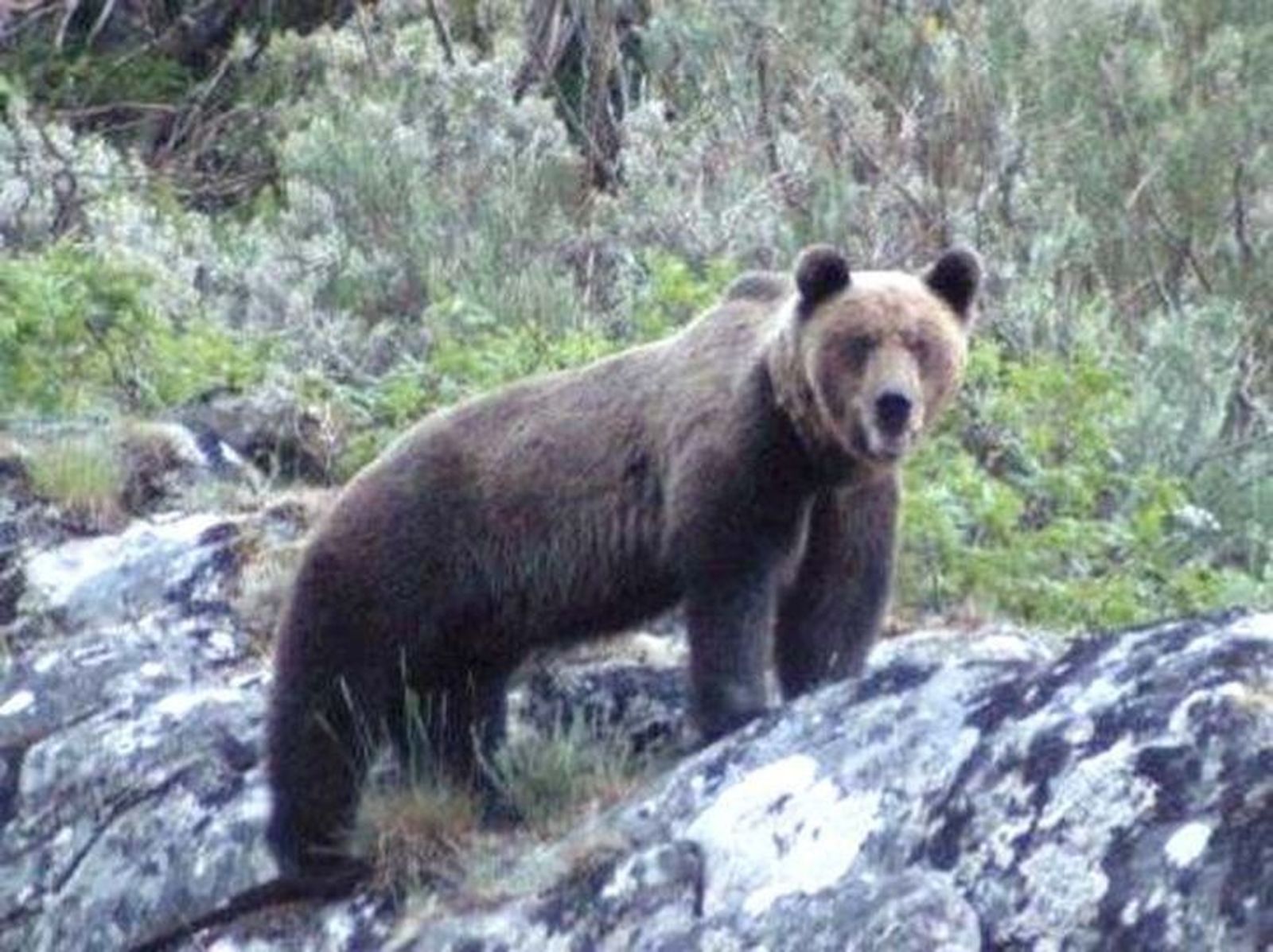 El oso pardo amplía también al norte de Zamora su habitual área de asentamiento estable en la Cordillera Cantábrica