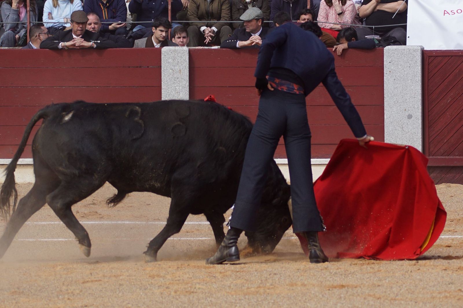 Festival taurino solidario por la esclerosis múltiple en Guijuelo